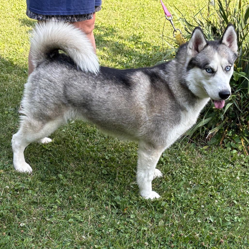 Blu, a Adoptable Siberian Husky in Carol Stream, IL image 5/6