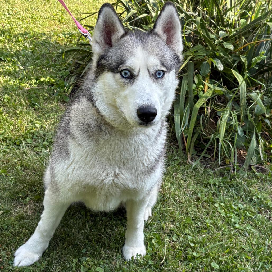 Blu, a Adoptable Siberian Husky in Carol Stream, IL image 6/6