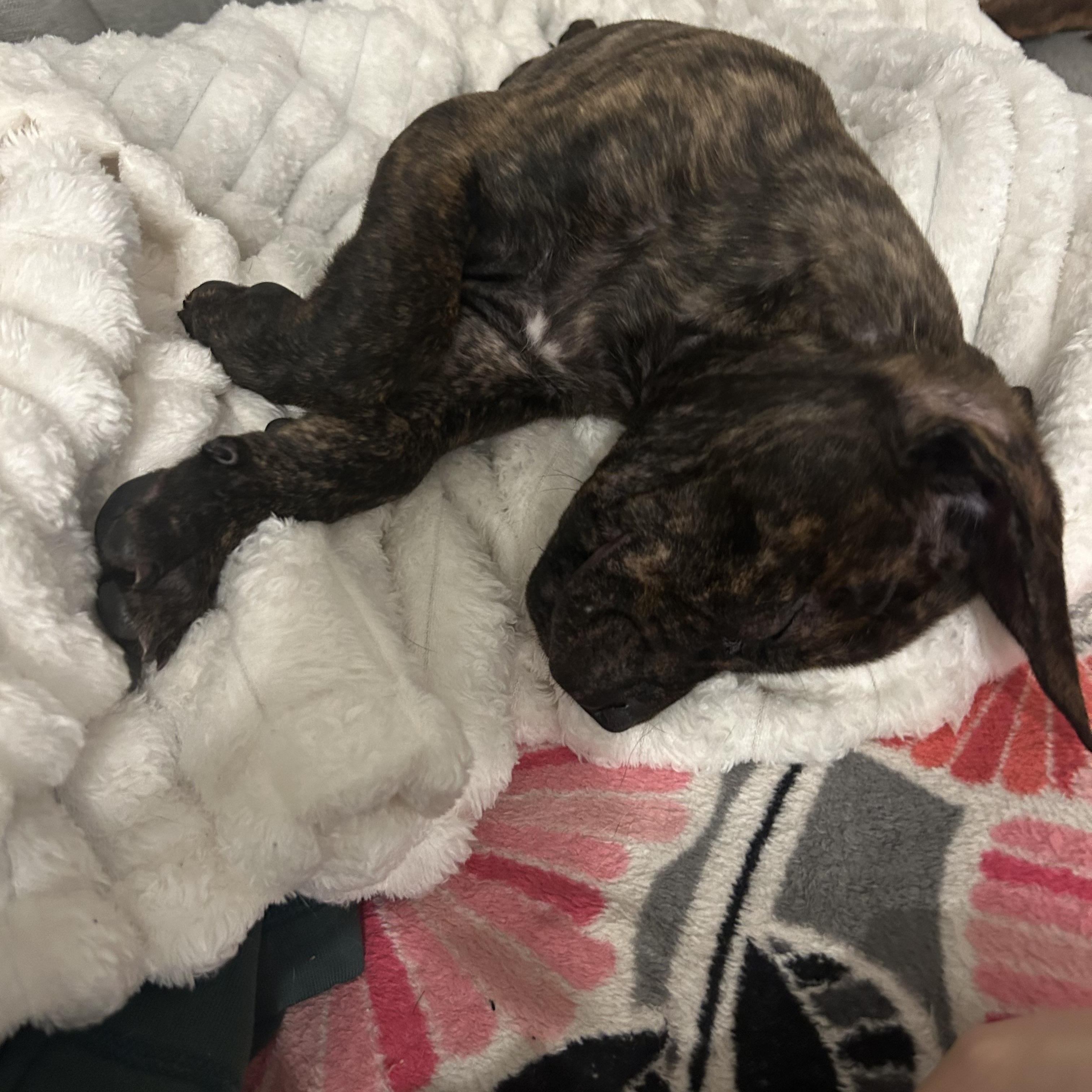 Snuggles, a Adoptable mixed breed in Rock Hill, SC image 4/6