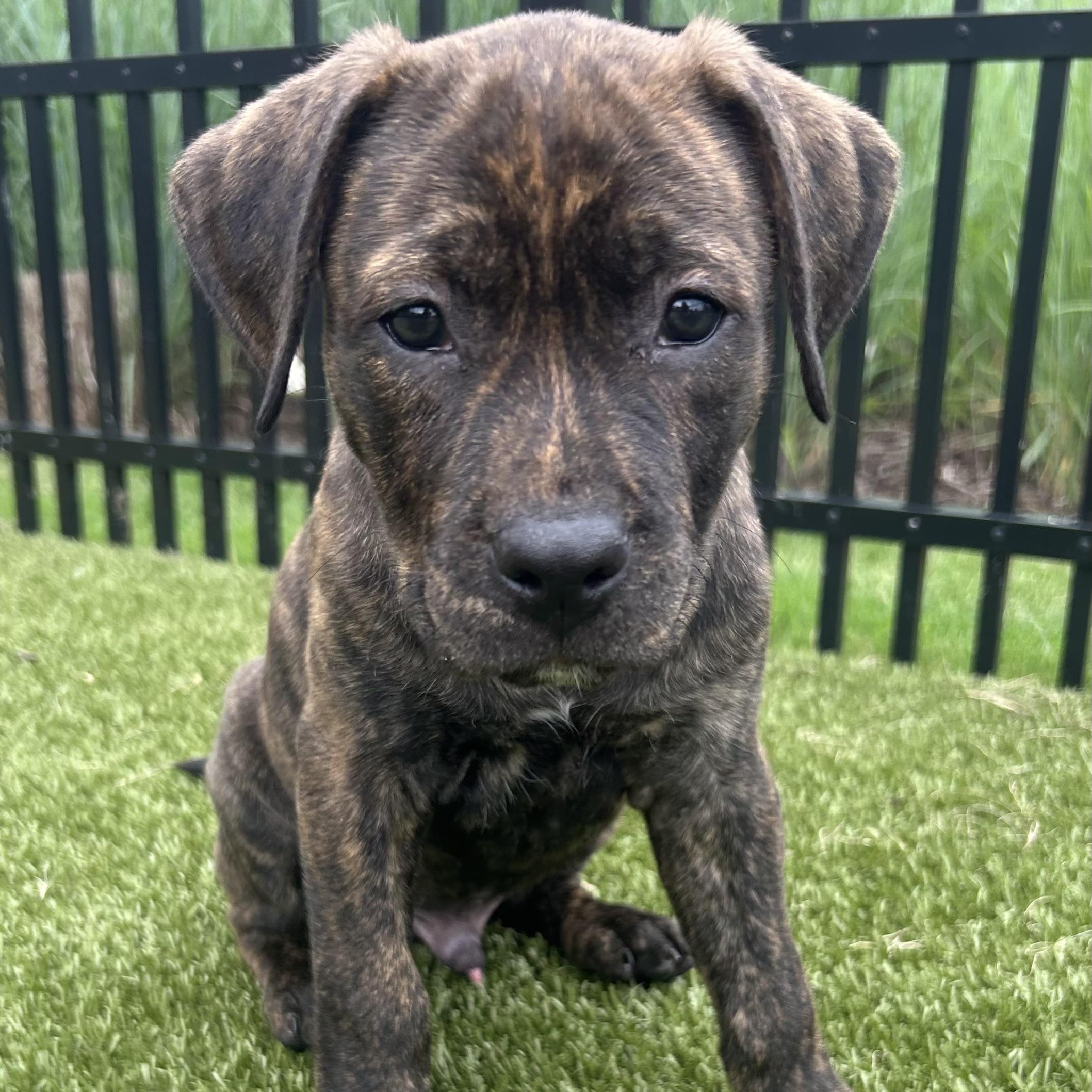 Snuggles, a Adoptable mixed breed in Rock Hill, SC image 1/6
