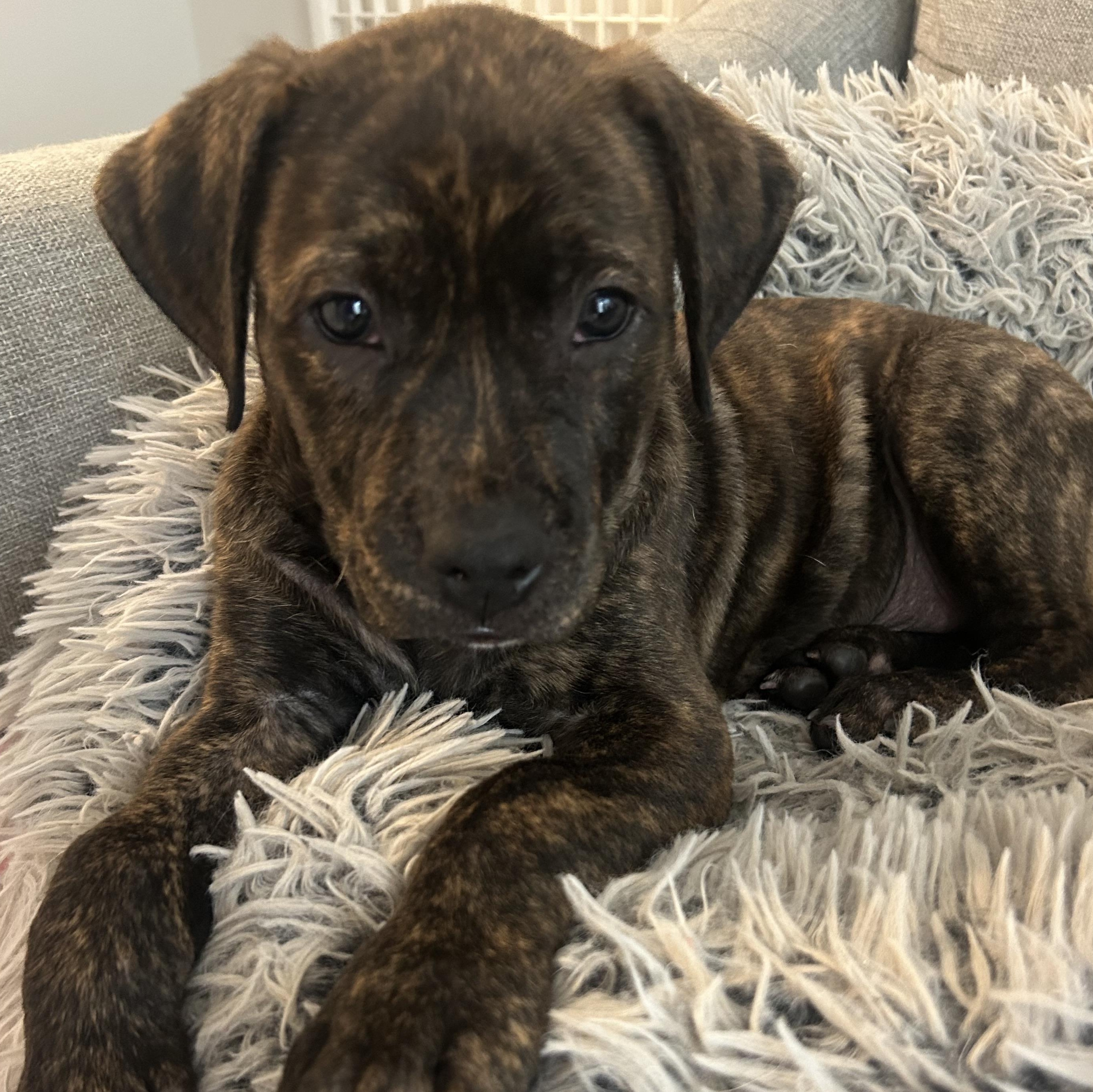 Snuggles, a Adoptable mixed breed in Rock Hill, SC image 2/6