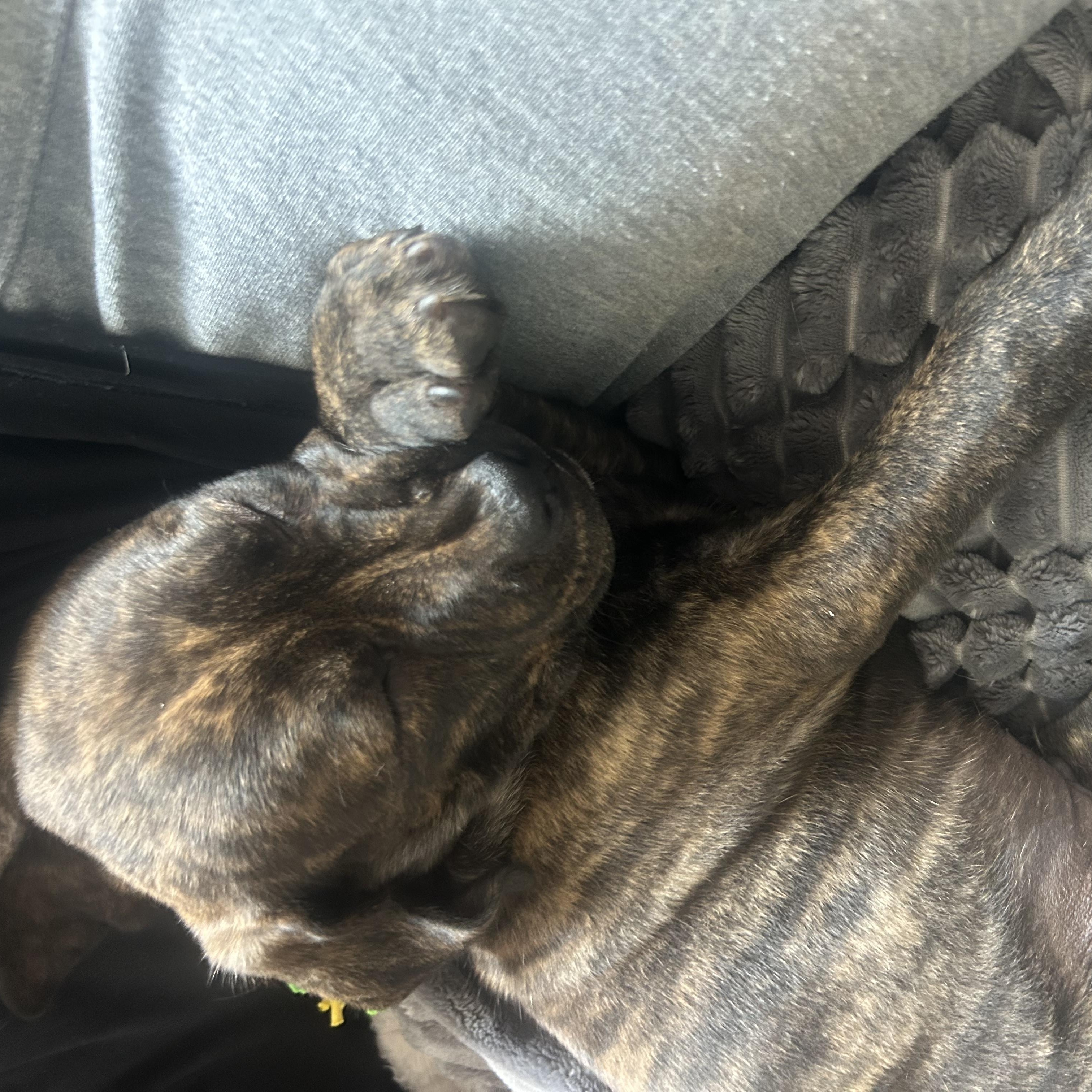 Snuggles, a Adoptable mixed breed in Rock Hill, SC image 5/6