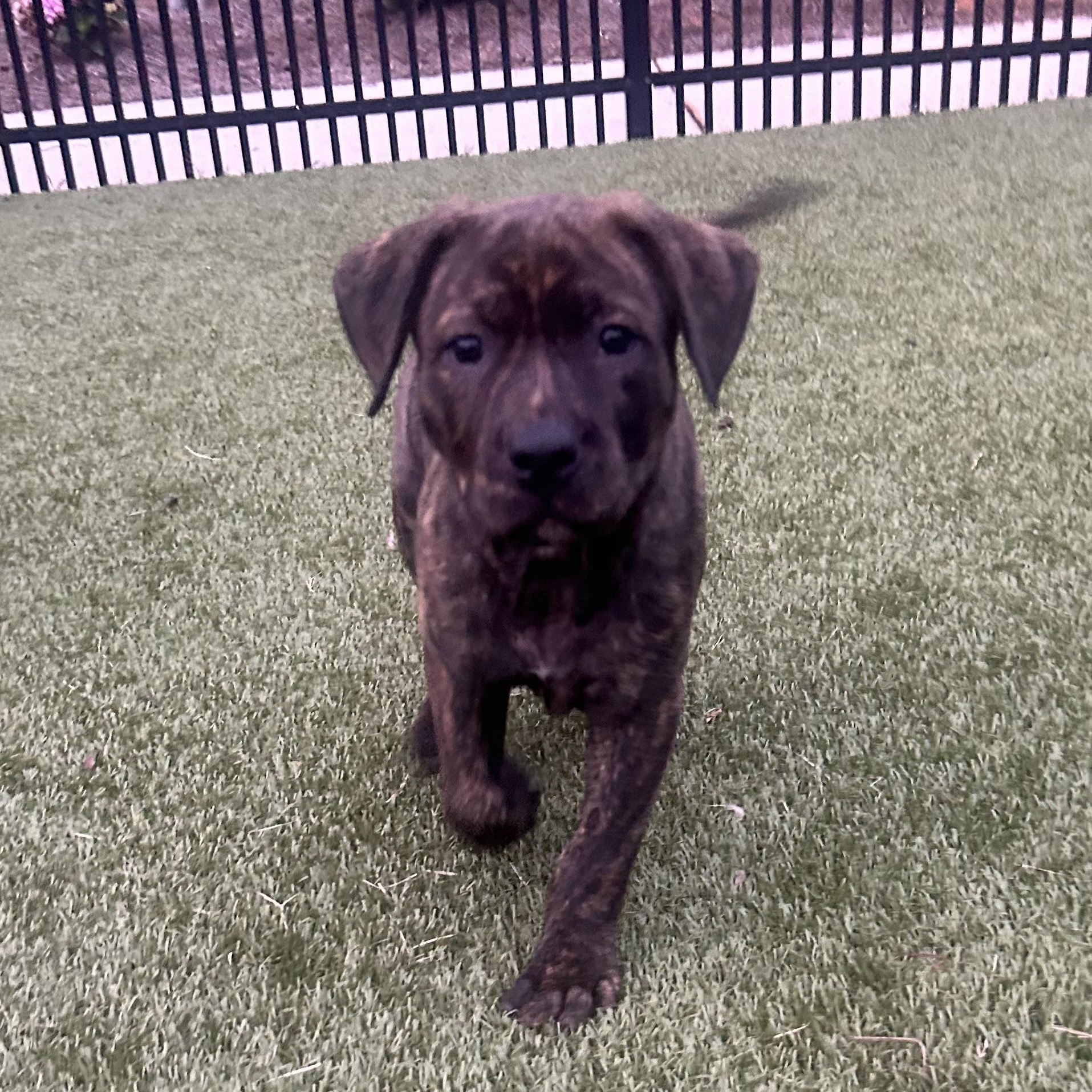 Snuggles, a Adoptable mixed breed in Rock Hill, SC image 3/6