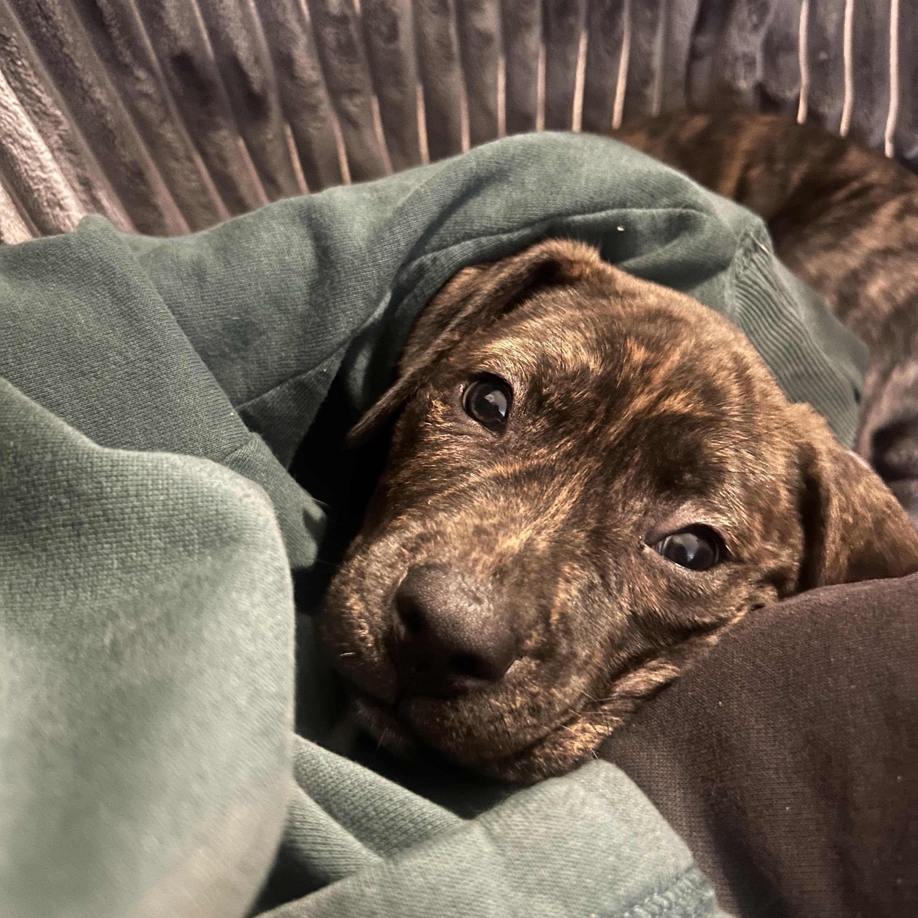Snuggles, a Adoptable mixed breed in Rock Hill, SC image 6/6