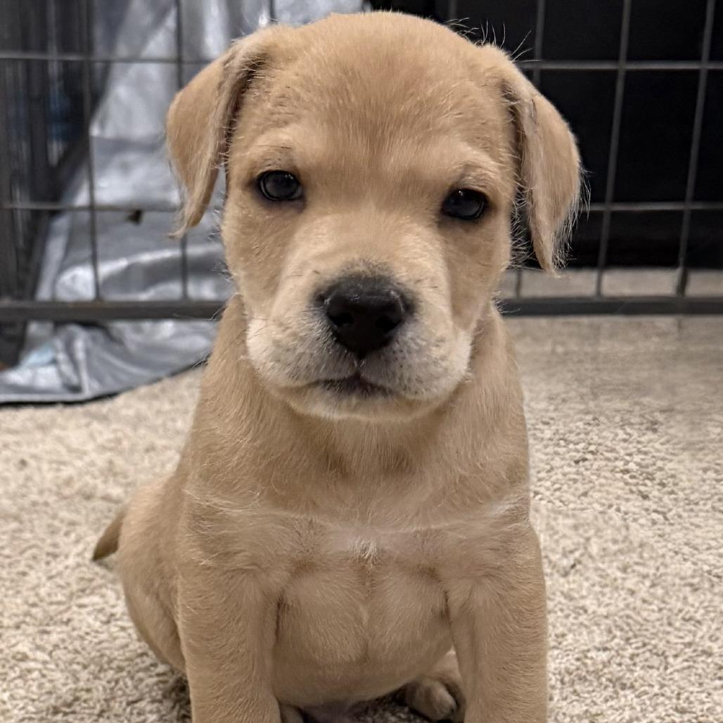 Enlarge Marley, a ADOPTABLE mixed breed in Bowie, TX image 1/1