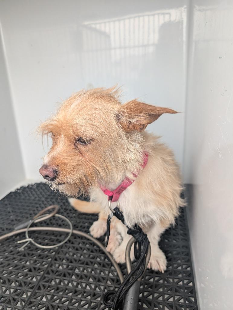 Enlarge Fonzy, a Adoptable Terrier in Vineland, NJ image 1/1