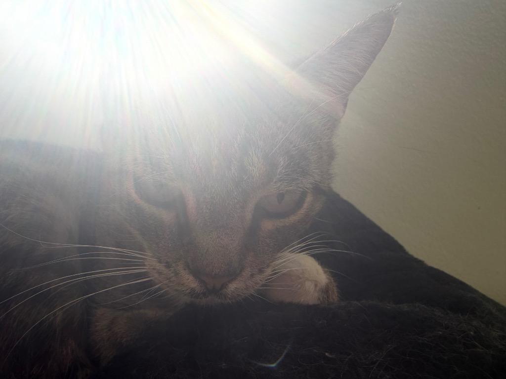 Molly, Adoptable, Young Female American Shorthair.