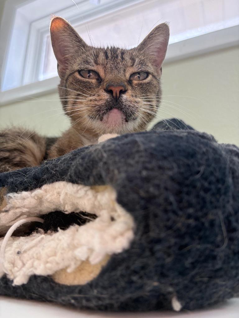 Enlarge Molly, a Adoptable American Shorthair in Neosho, MO image 2/5