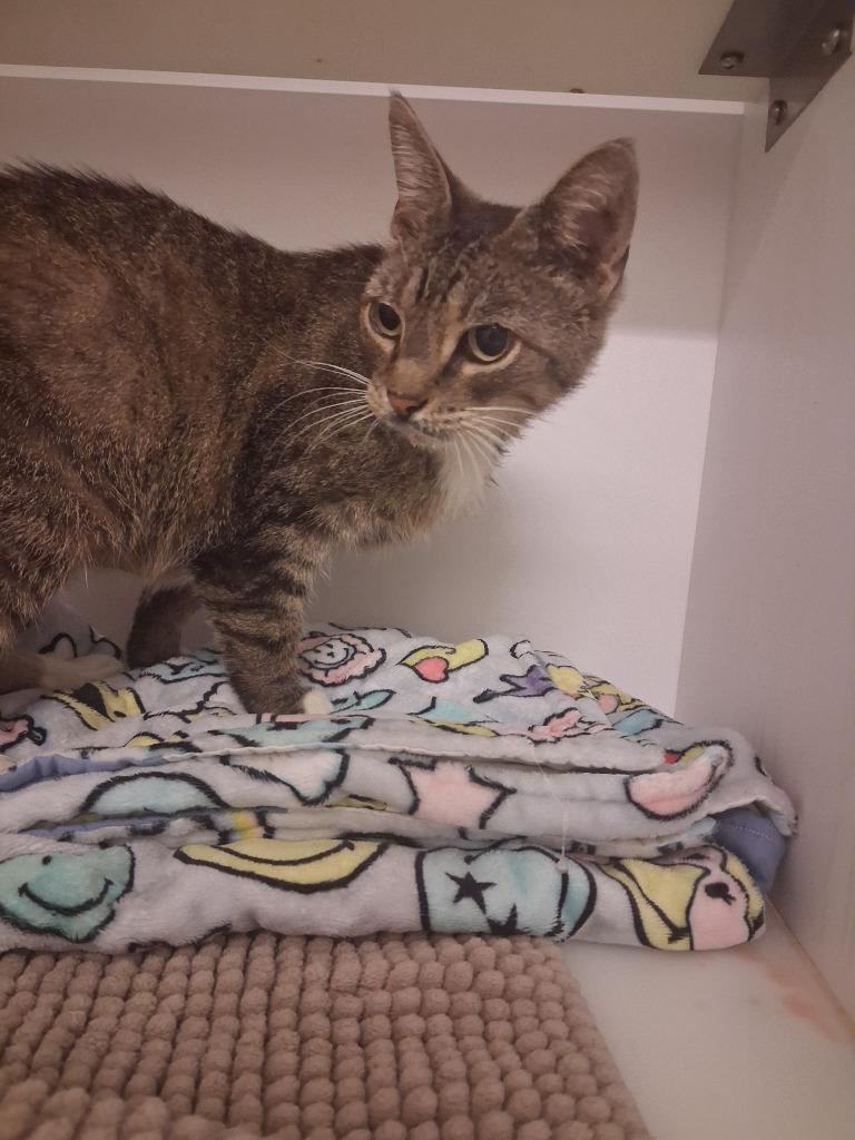 Enlarge Molly, a Adoptable American Shorthair in Neosho, MO image 3/5