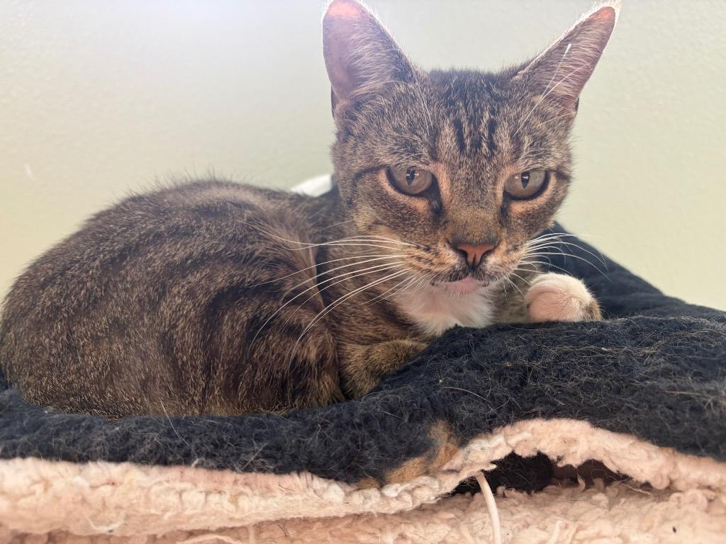 Enlarge Molly, a Adoptable American Shorthair in Neosho, MO image 4/5