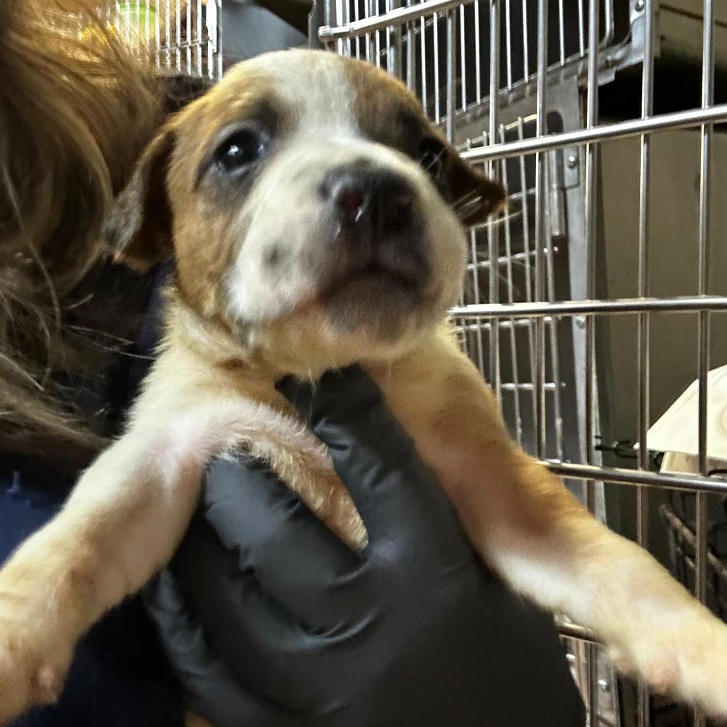 Delaware, Adoptable, Puppy Male Mixed Breed.