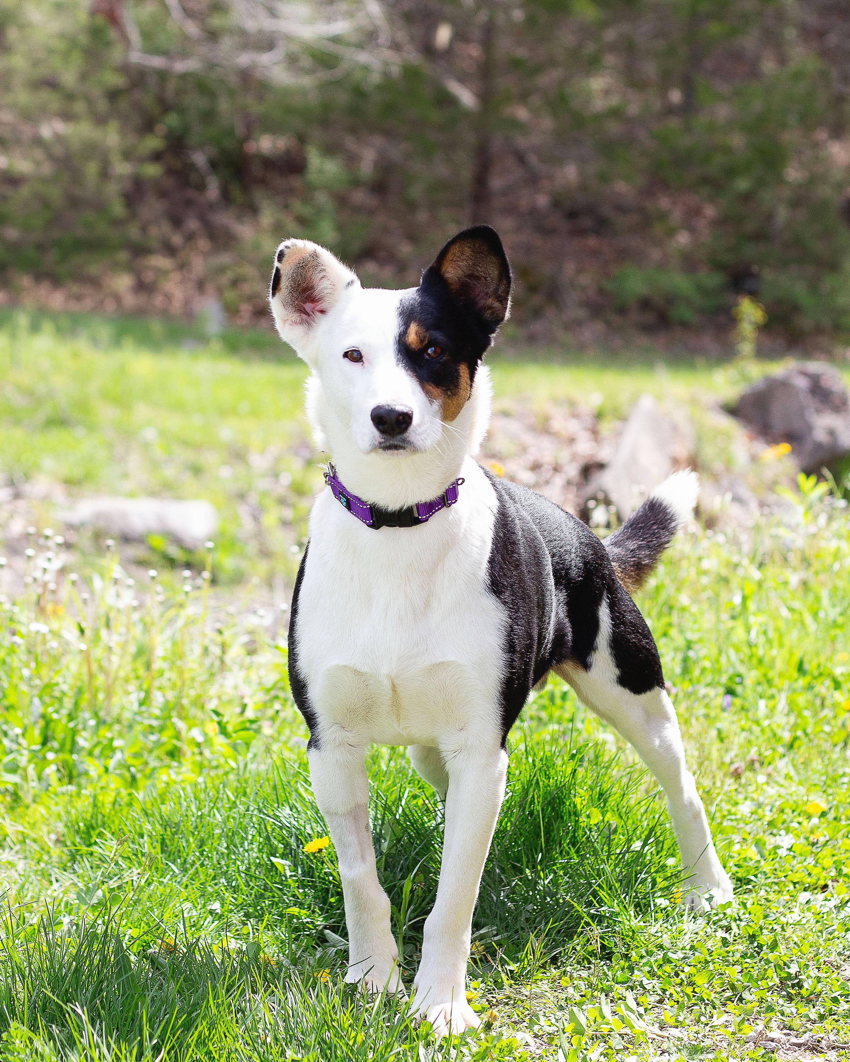 Enlarge Kubota, an adopted mixed breed in Sunbright, TN image 2/2