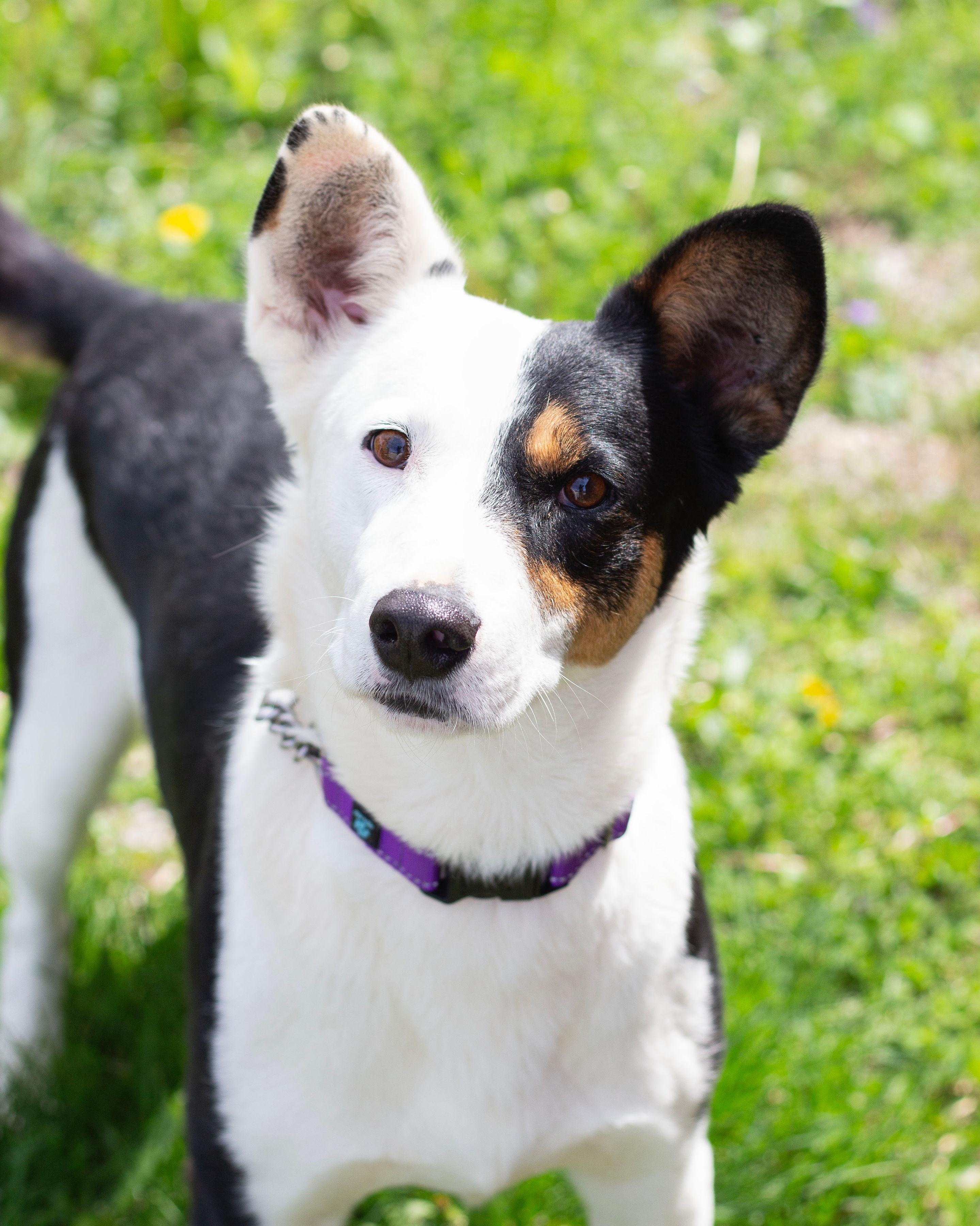 Enlarge Kubota, an adopted mixed breed in Sunbright, TN image 1/2