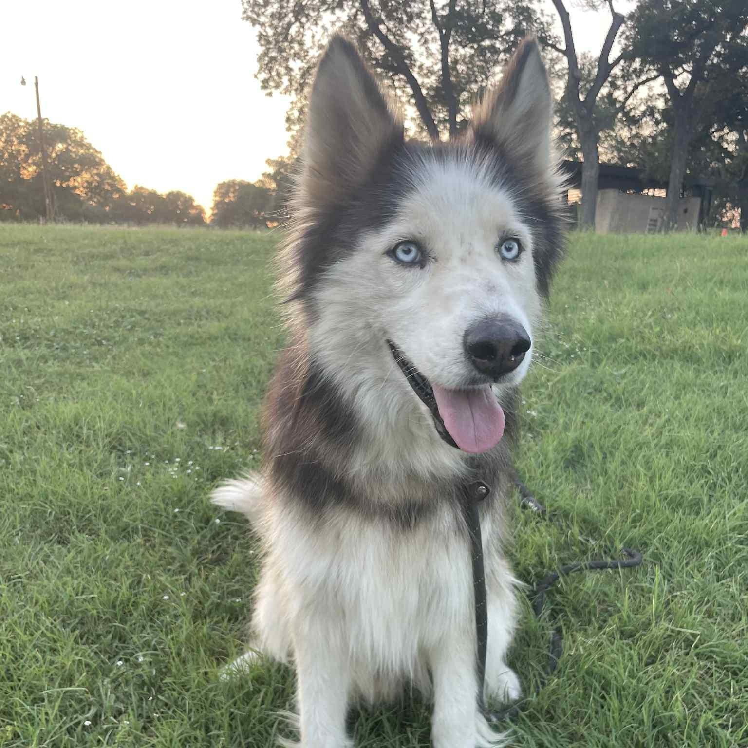 Avander, a Adoptable mixed breed in Georgetown, TX image 1/6