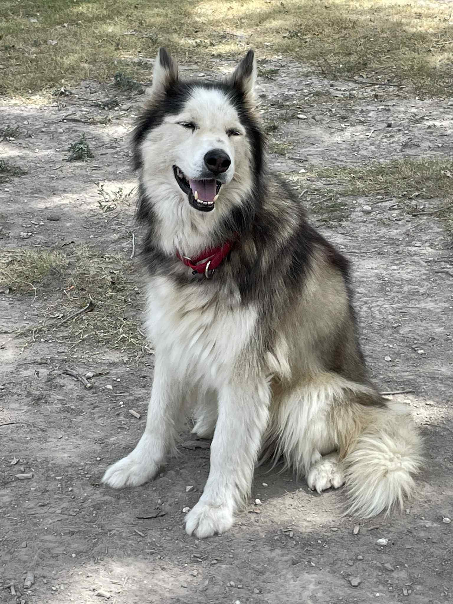 Avander, an adoptable Husky, Mixed Breed in Georgetown, TX, 78626 | Photo Image 1