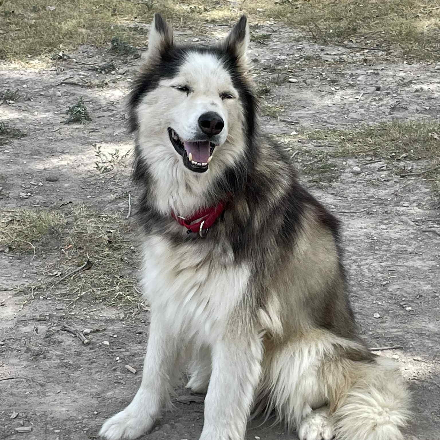 Avander, a Adoptable mixed breed in Georgetown, TX image 2/6