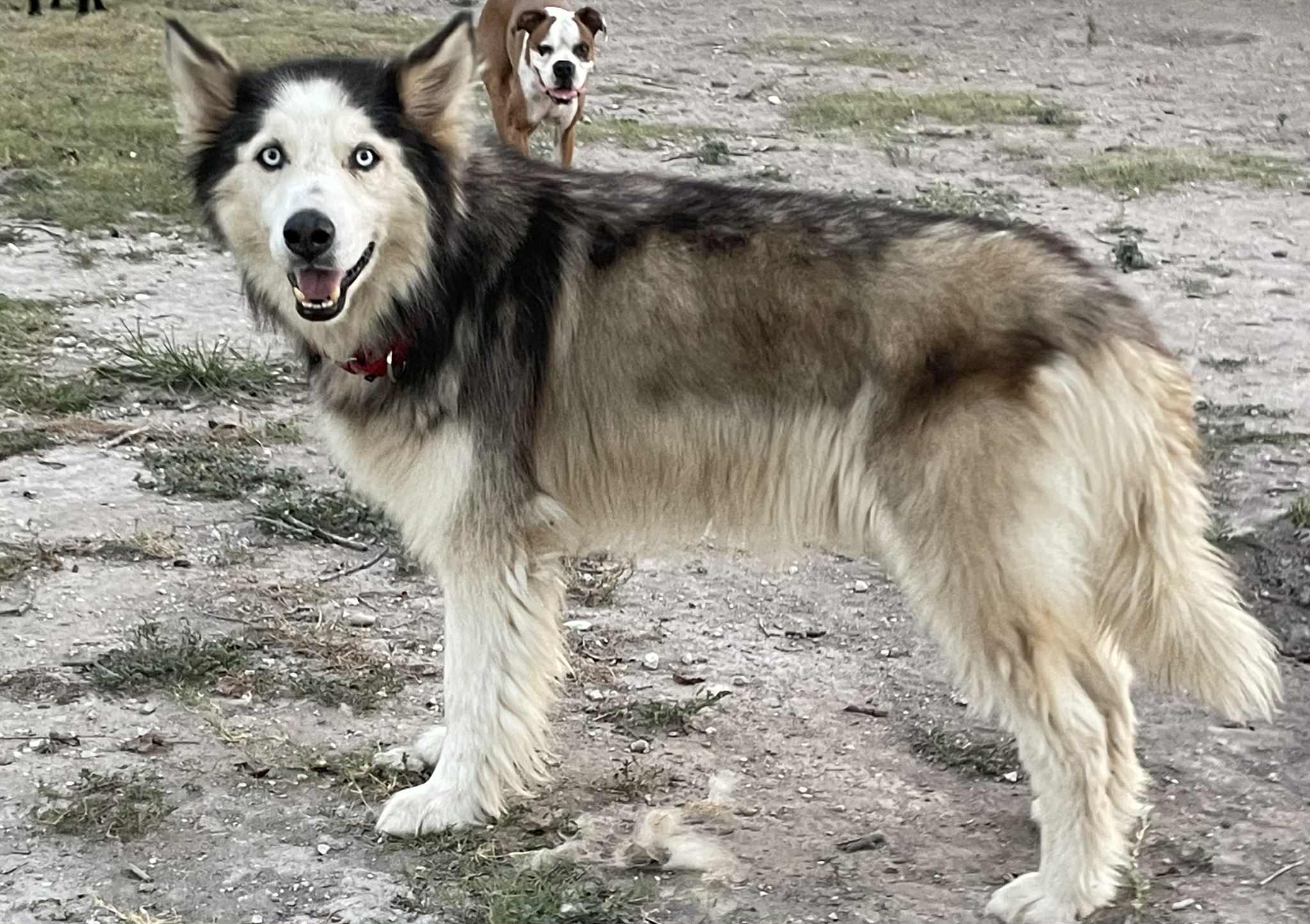 Avander, an adoptable Husky, Mixed Breed in Georgetown, TX, 78626 | Photo Image 3