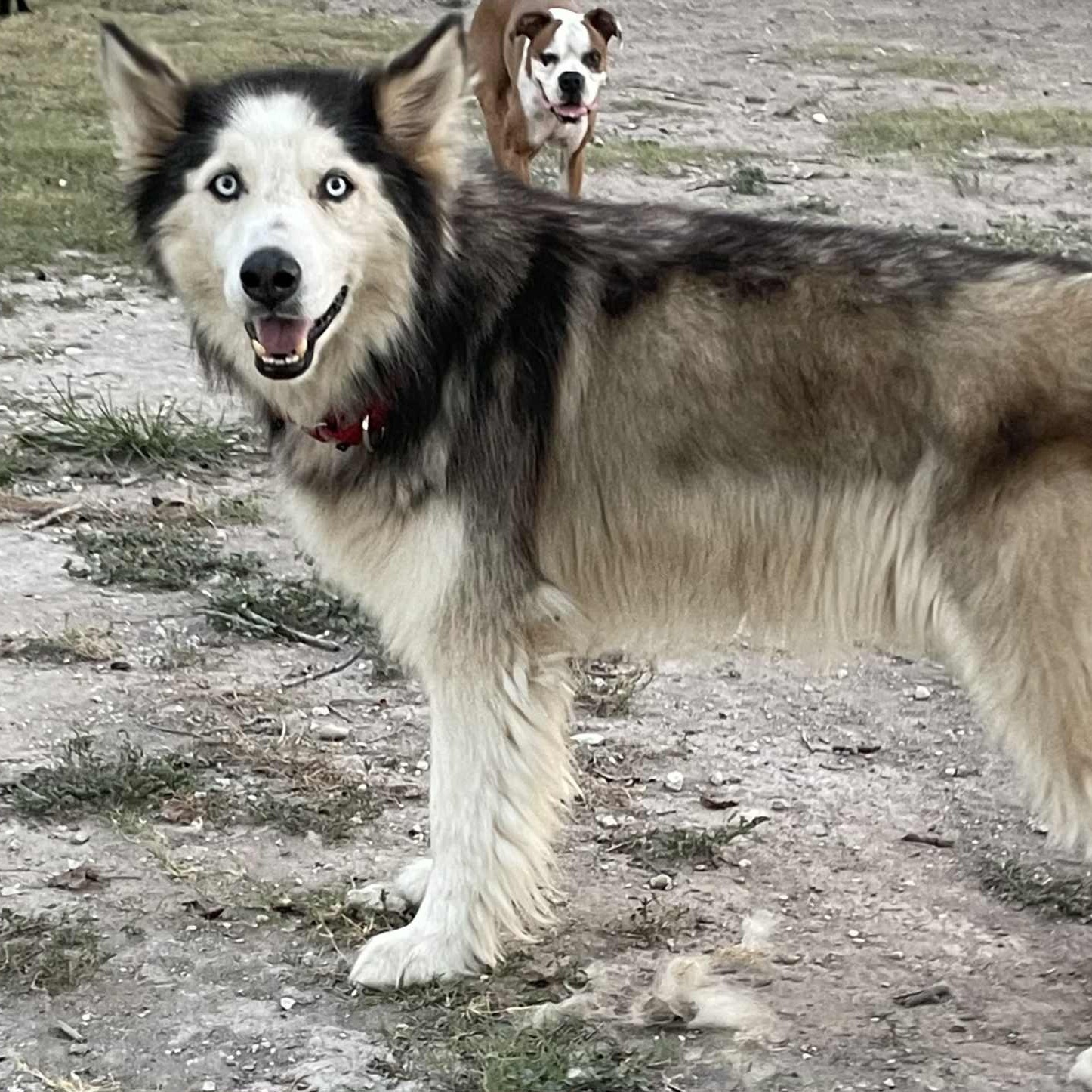 Avander, a Adoptable mixed breed in Georgetown, TX image 4/6