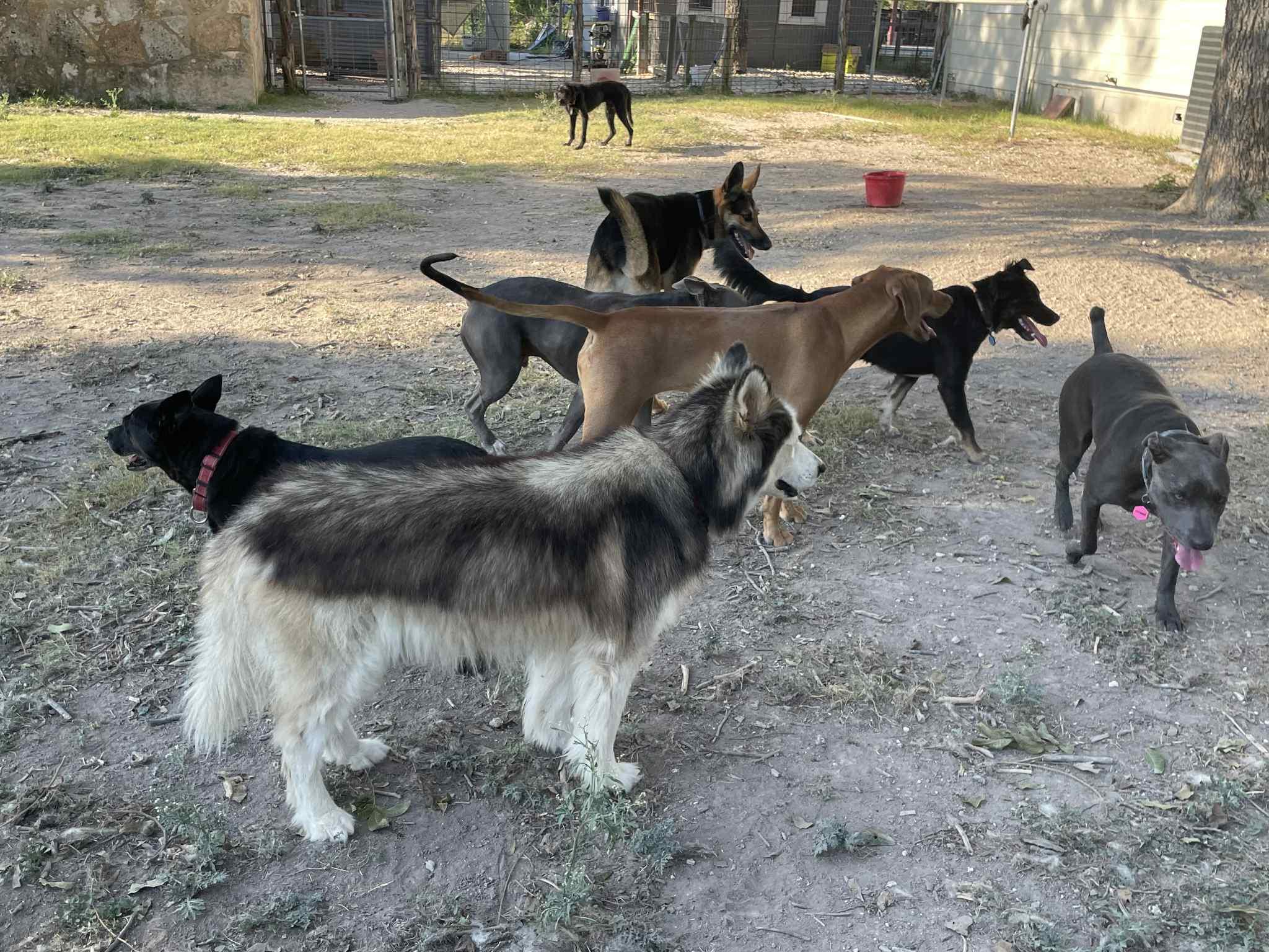 Avander, a Adoptable mixed breed in Georgetown, TX image 6/6