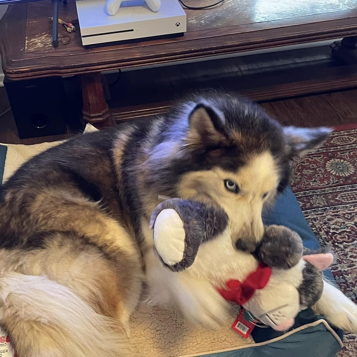 Avander, a Adoptable mixed breed in Georgetown, TX image 5/6