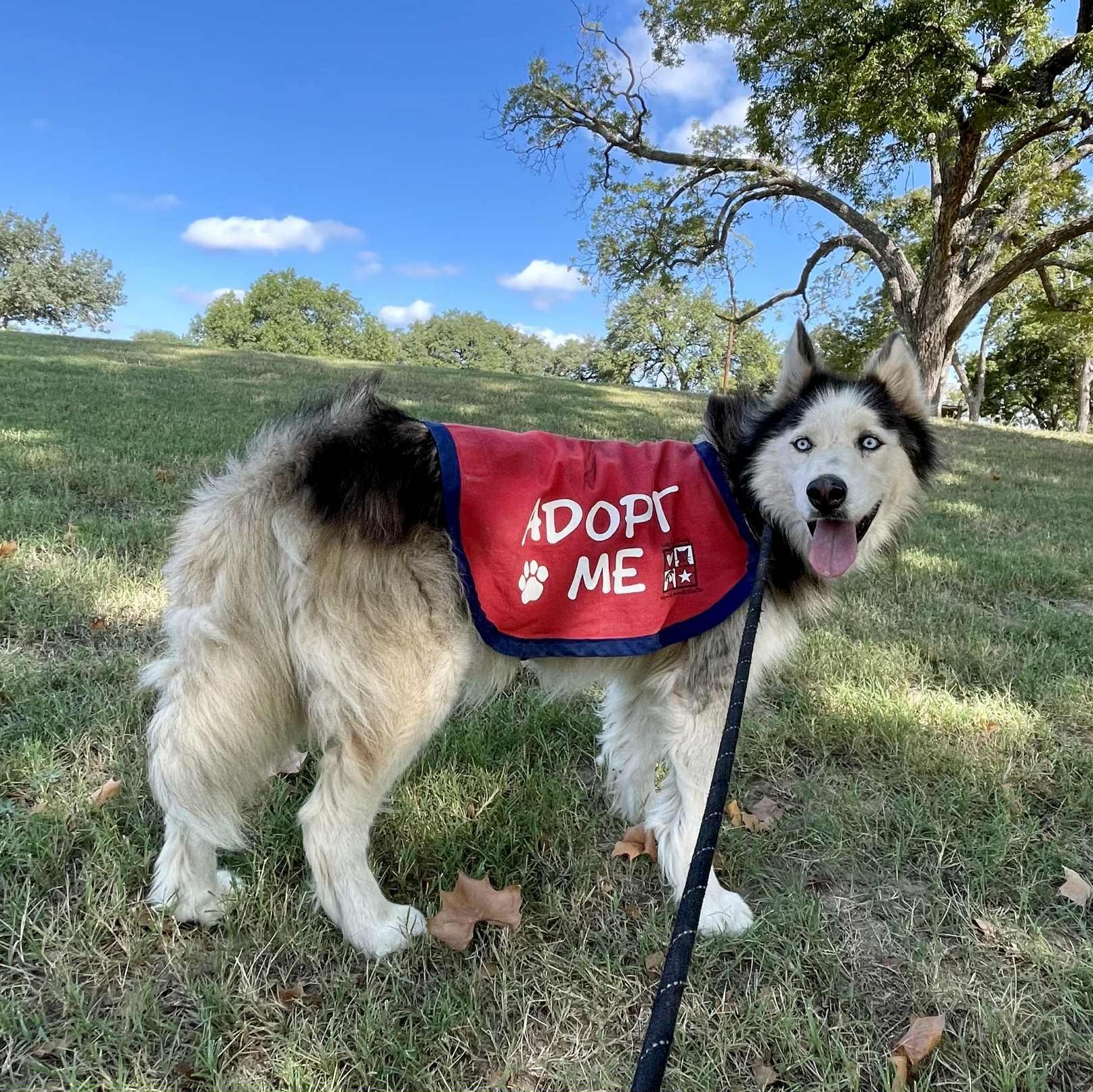 Avander, Adoptable, Senior Male Husky & Mixed Breed.