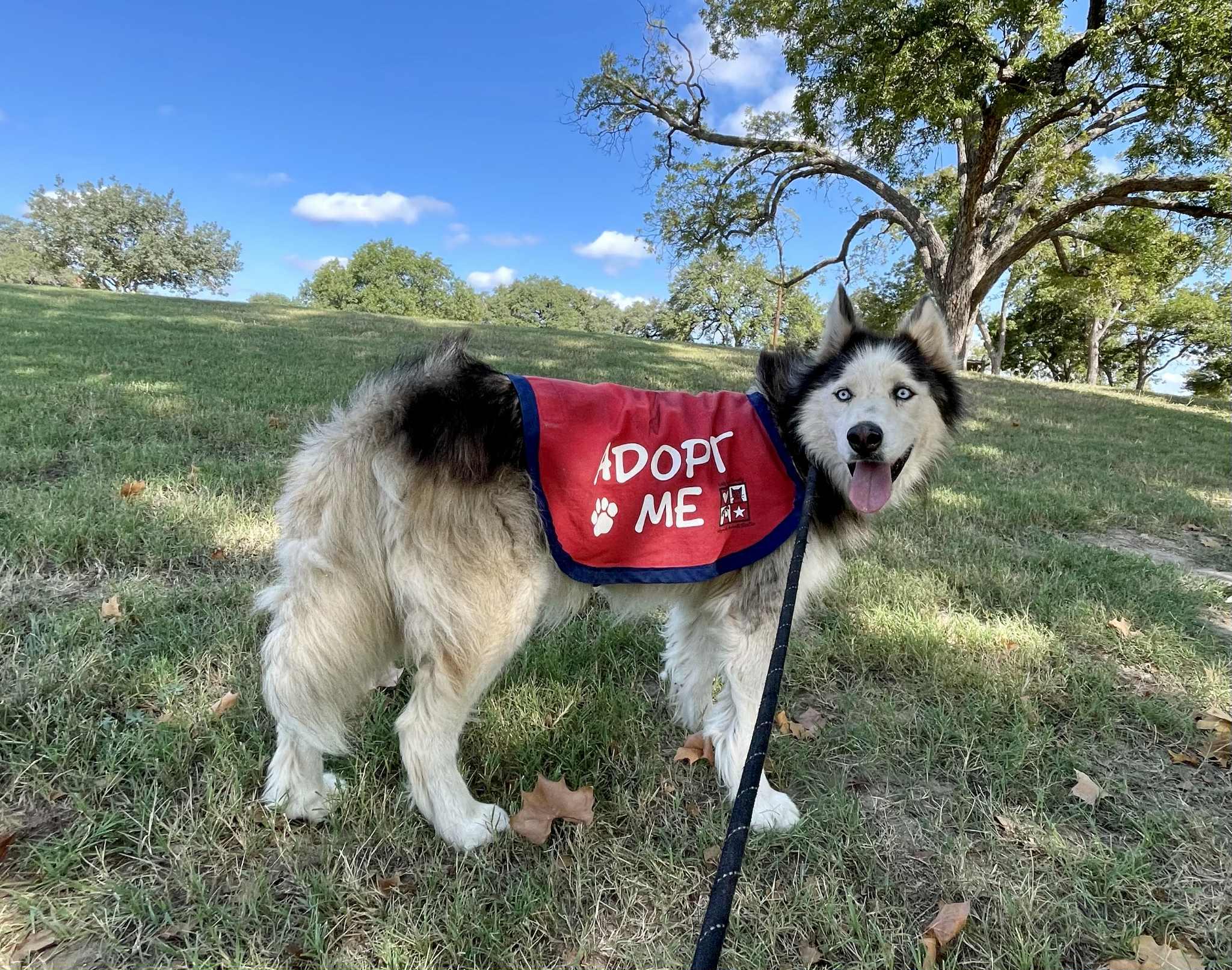 Avander, an adoptable Husky, Mixed Breed in Georgetown, TX, 78626 | Photo Image 2