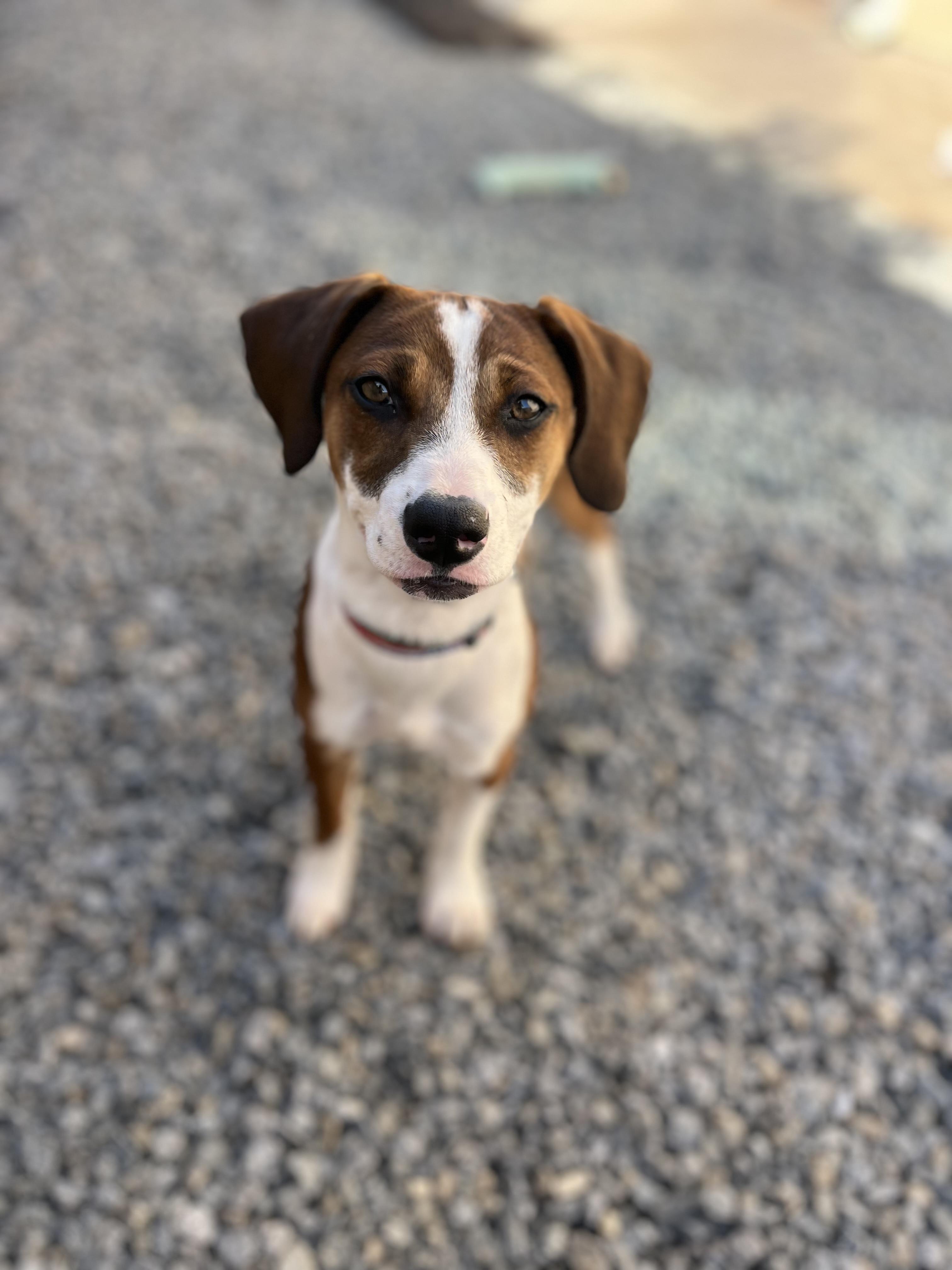 Enlarge Moose, a ADOPTABLE mixed breed in Poway, CA image 4/5