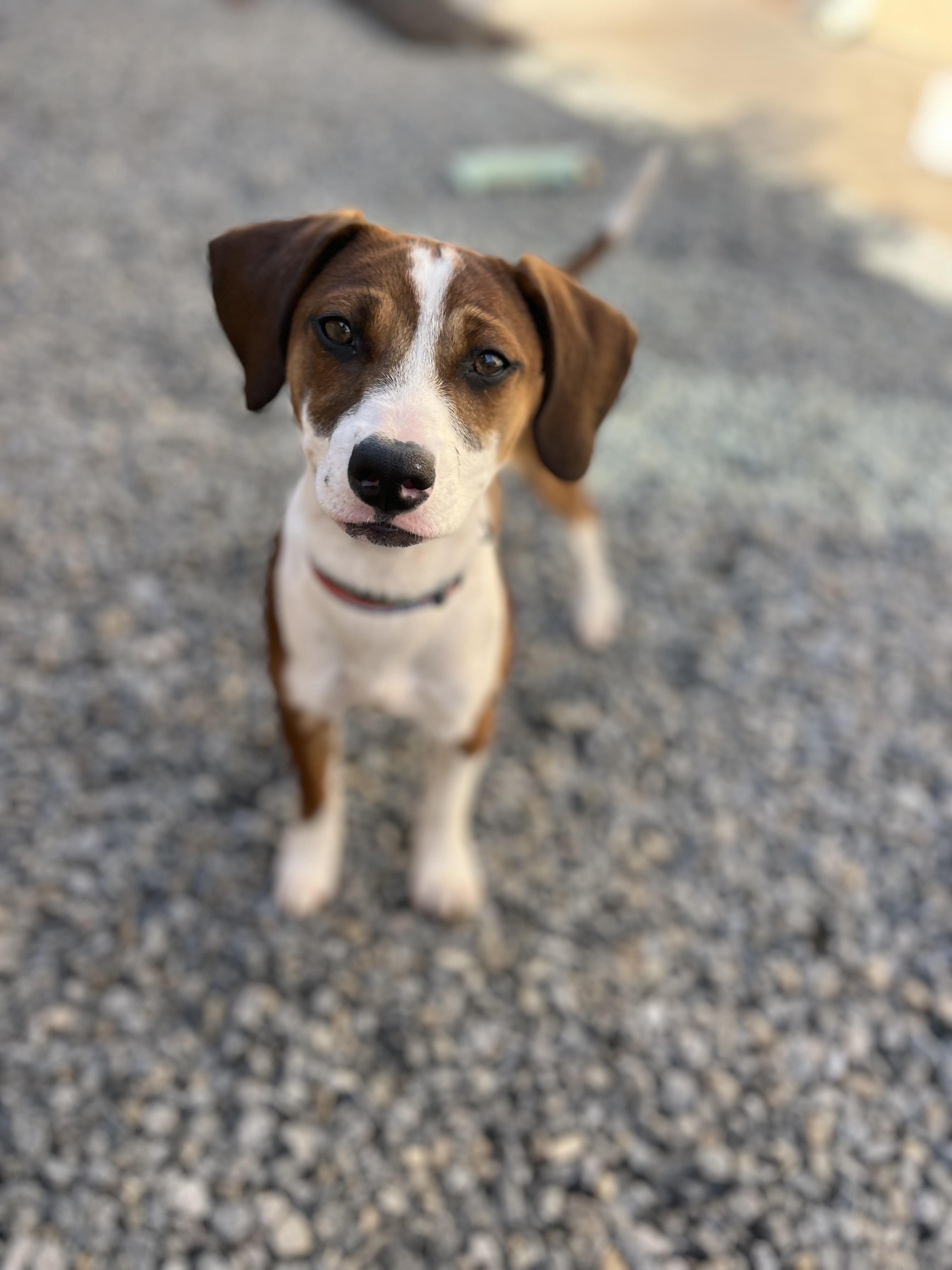 Enlarge Moose, a ADOPTABLE mixed breed in Poway, CA image 5/5