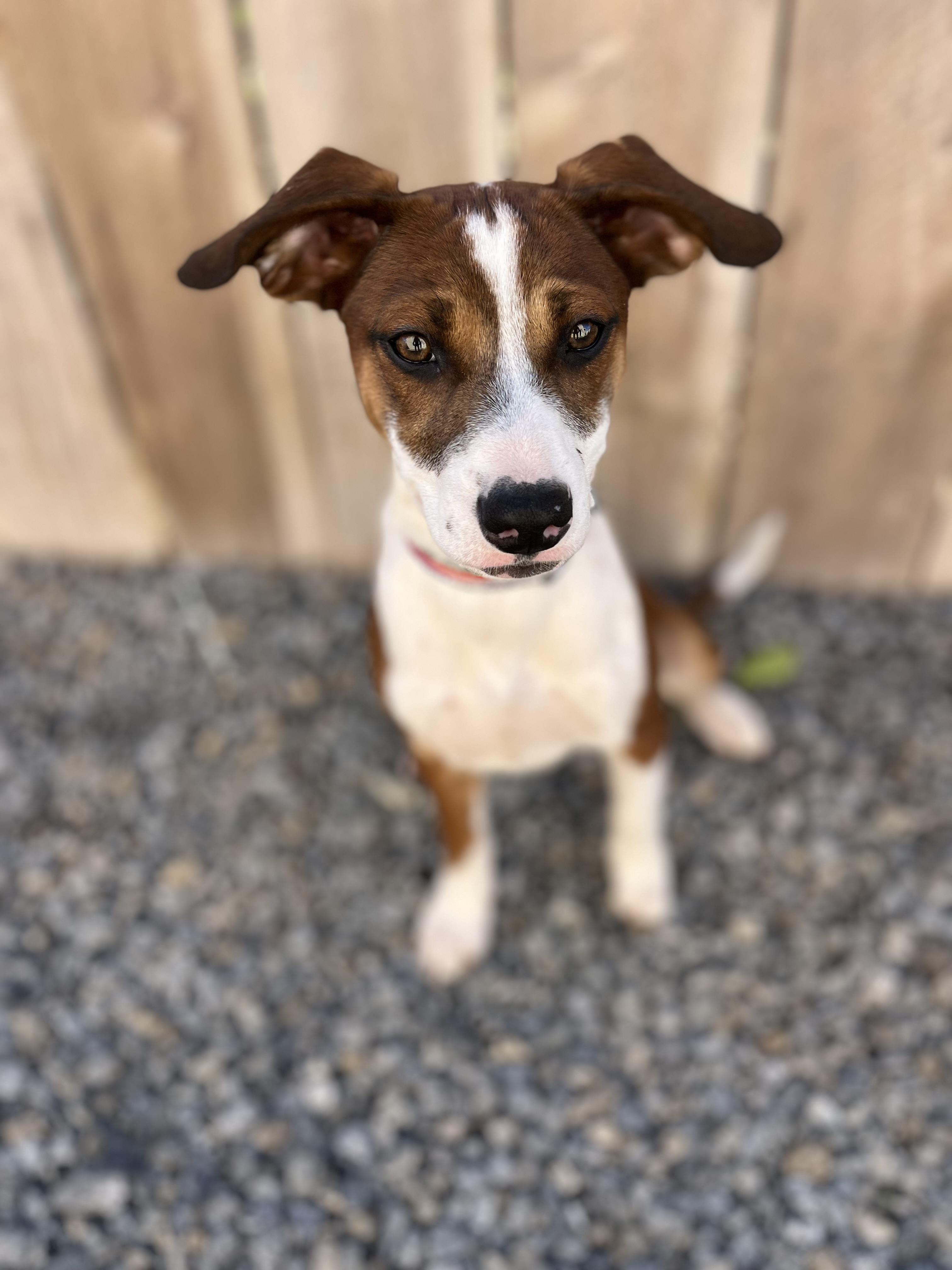 Enlarge Moose, a ADOPTABLE mixed breed in Poway, CA image 2/5