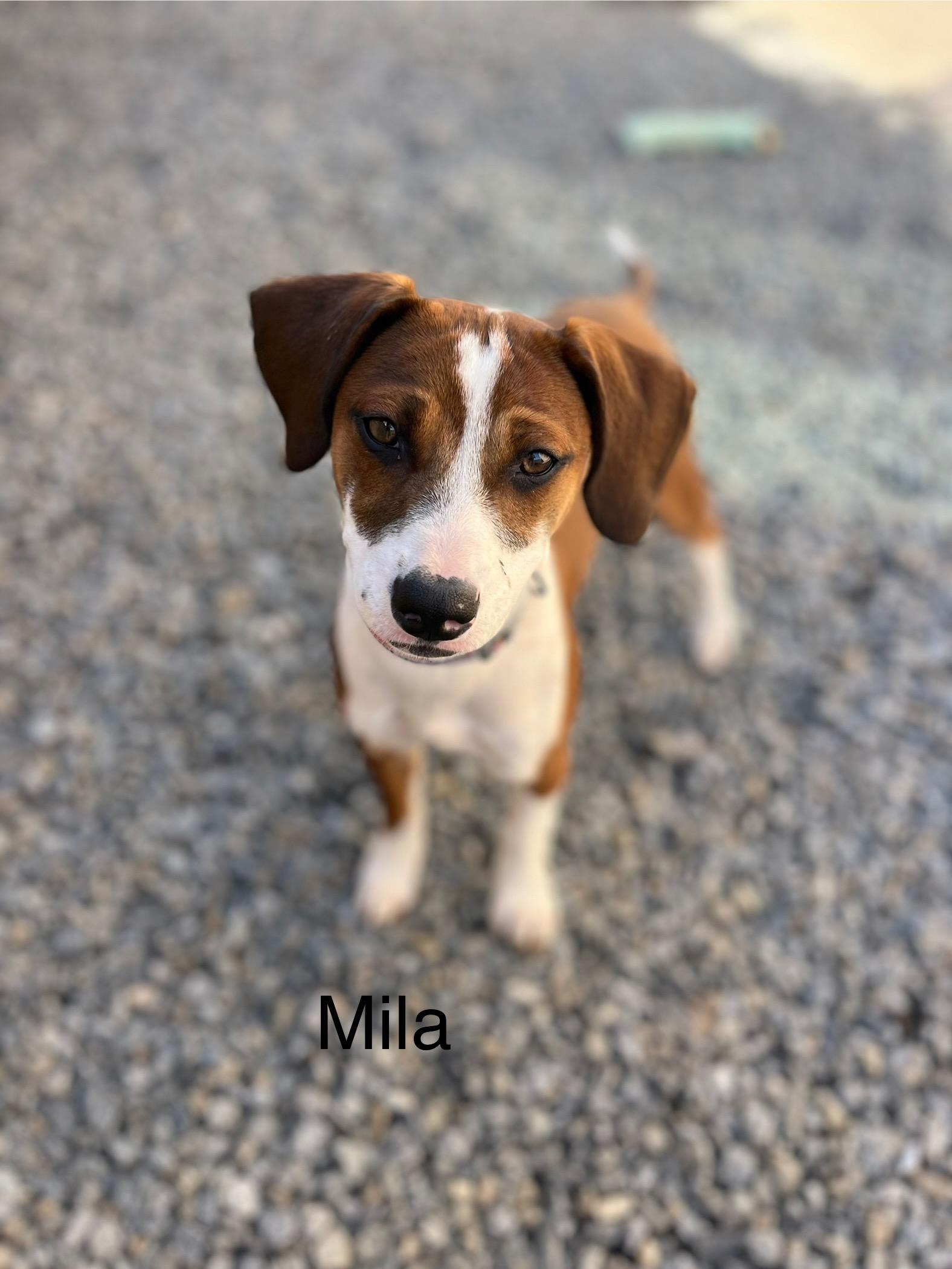 Enlarge Moose, a ADOPTABLE mixed breed in Poway, CA image 3/5