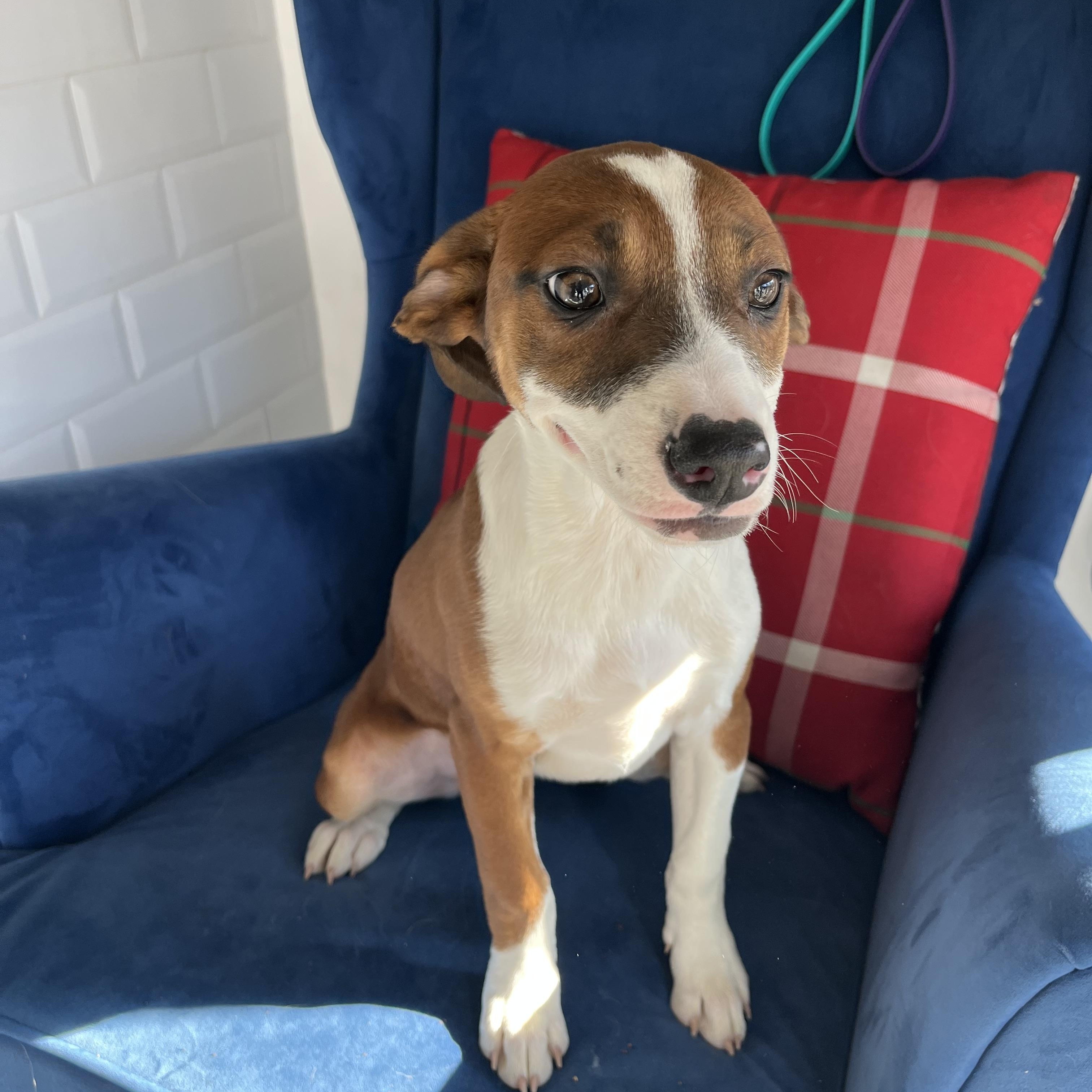 Enlarge Moose , a ADOPTABLE mixed breed in Poway, CA image 2/2