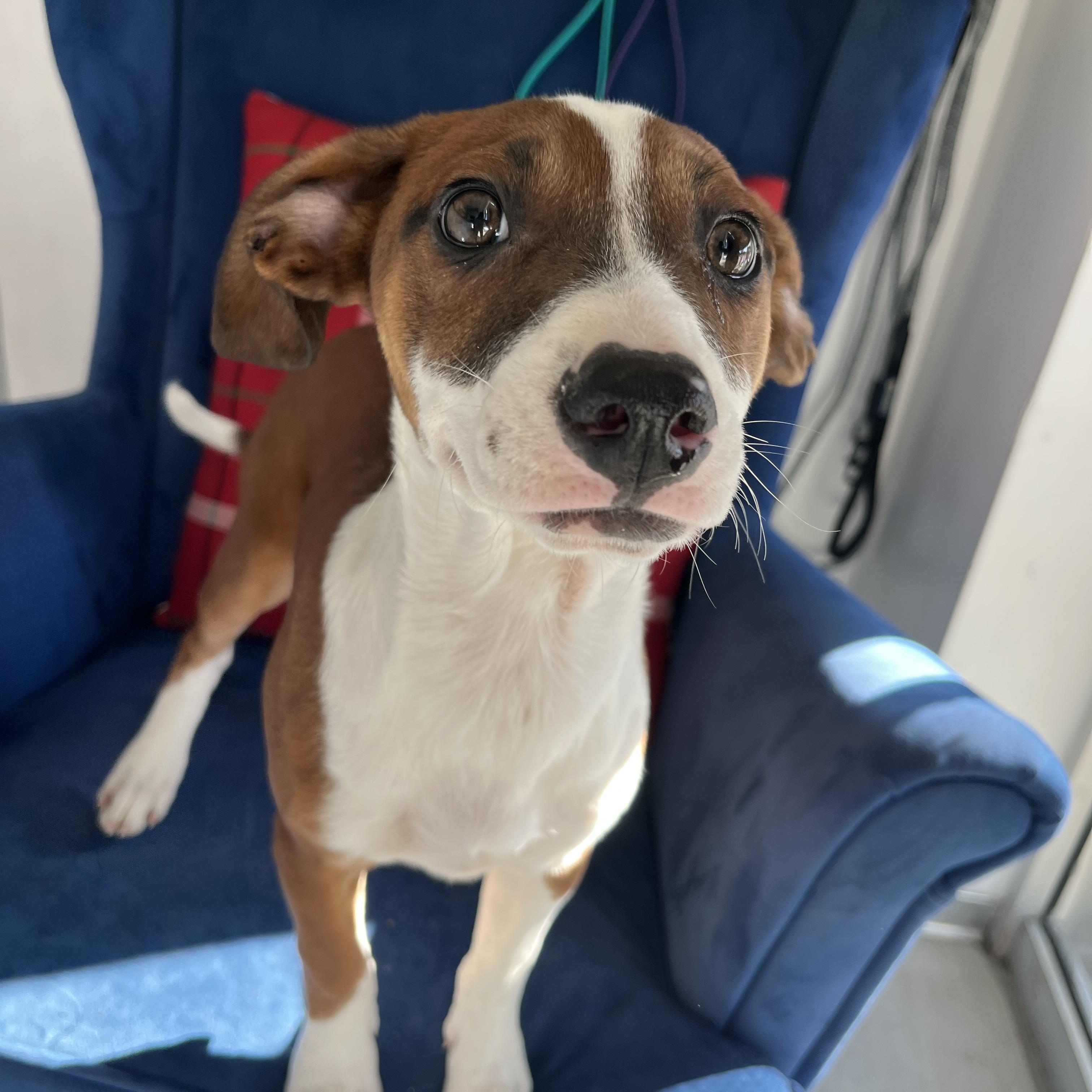 Moose , ADOPTABLE, Puppy Male American Staffordshire Terrier & Labrador Retriever.