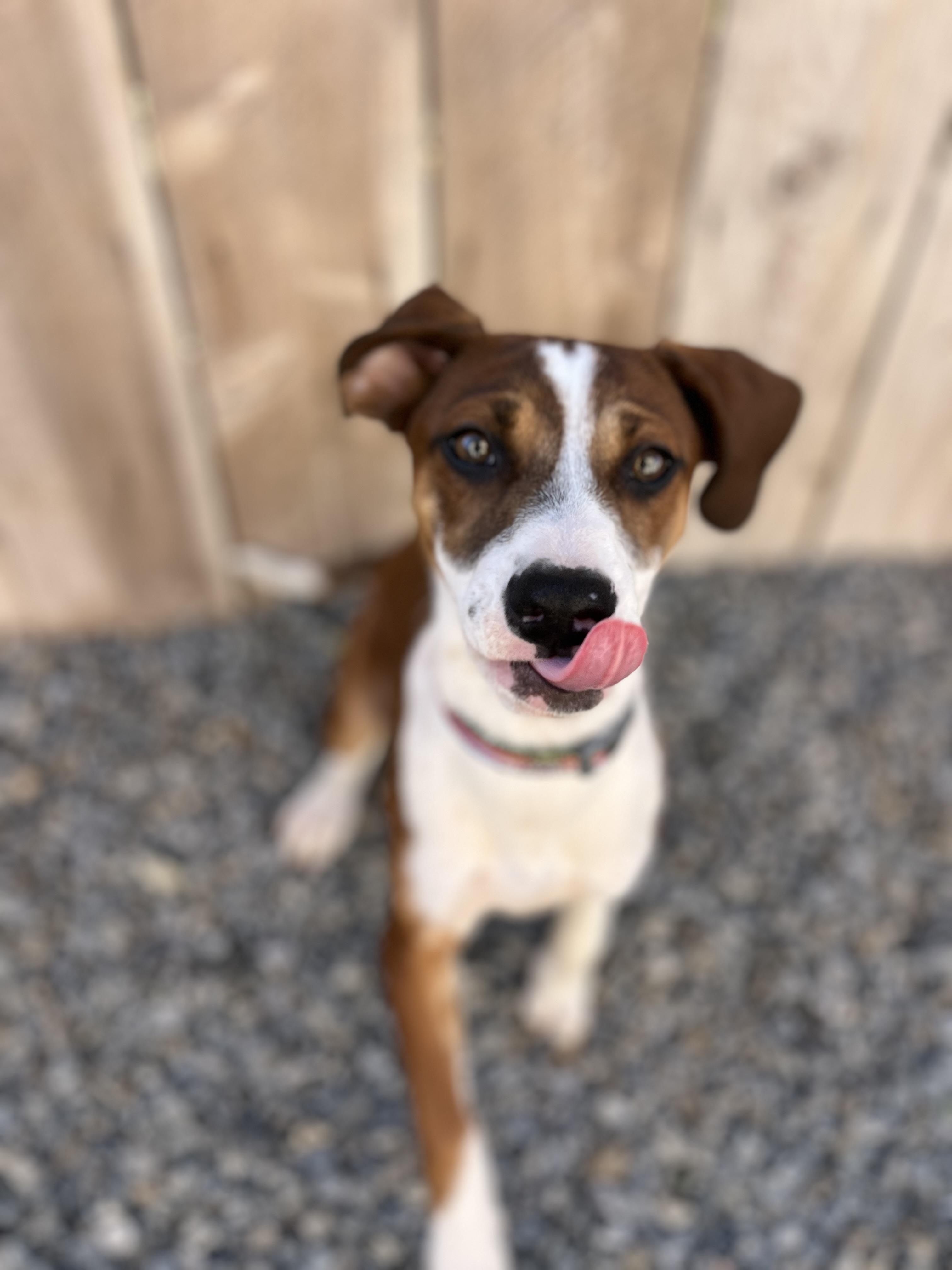 Moose, ADOPTABLE, Puppy Male American Staffordshire Terrier & Labrador Retriever.