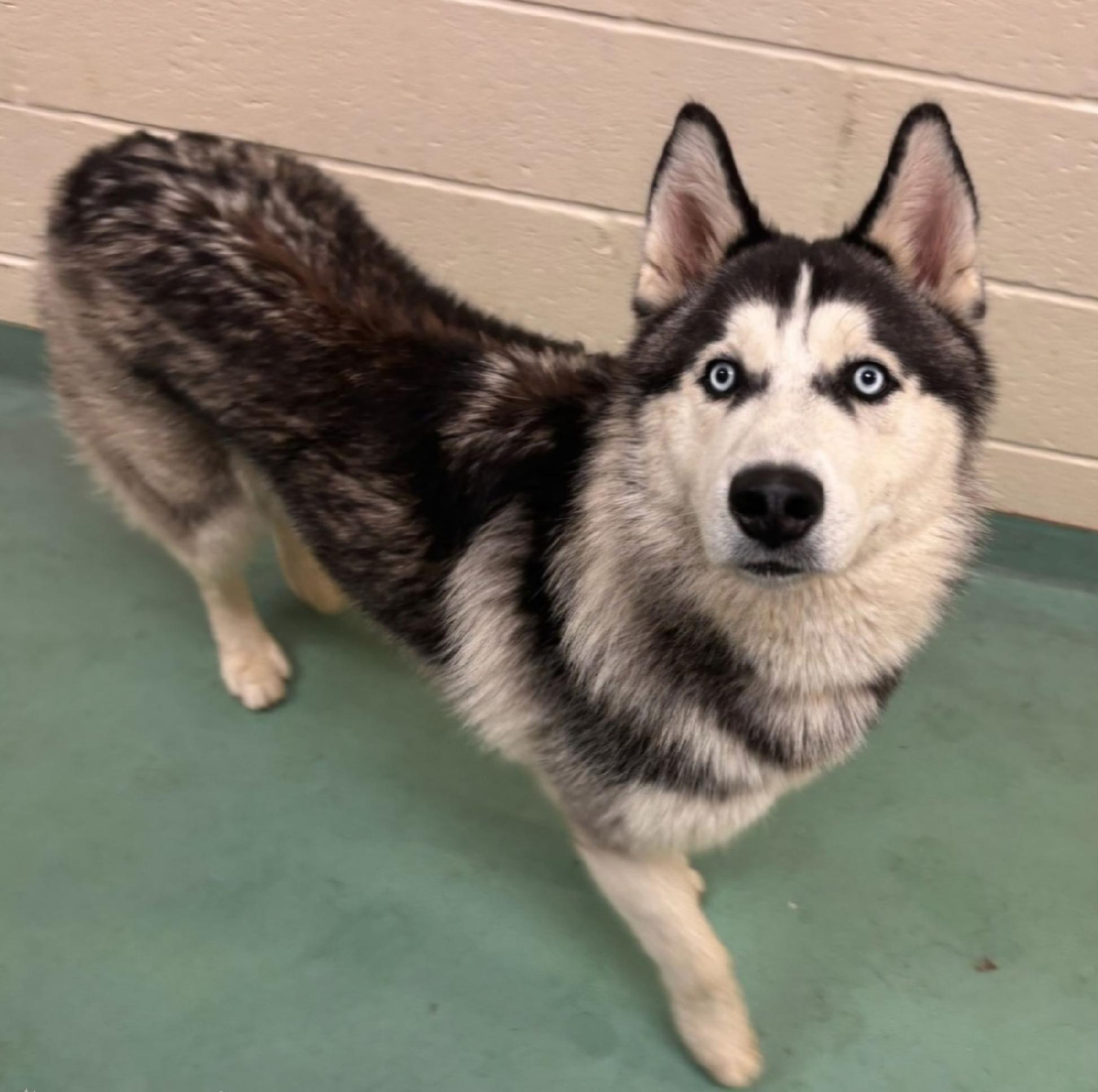 Loki, an adopted Husky in Watertown, CT image 3/5