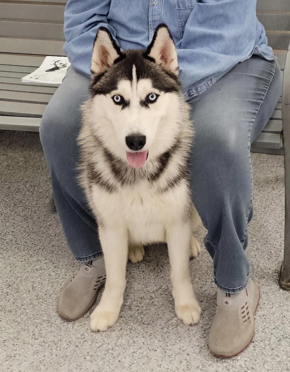 Loki, an adopted Husky in Watertown, CT image 1/5