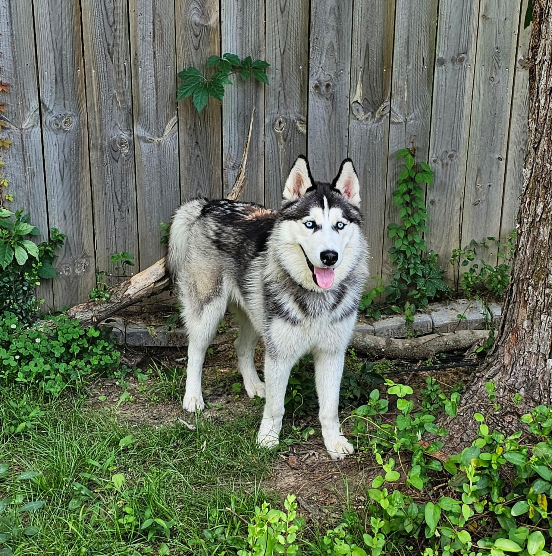 Loki, an adopted Husky in Watertown, CT image 5/5