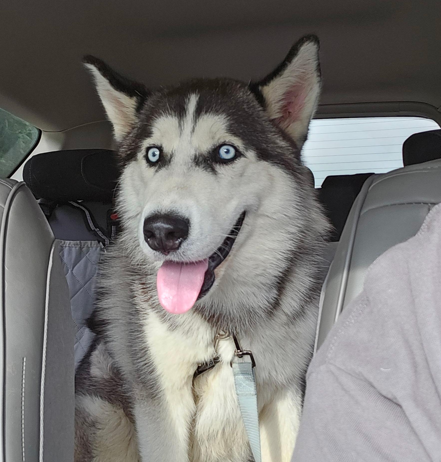 Loki, an adopted Husky in Watertown, CT image 4/5