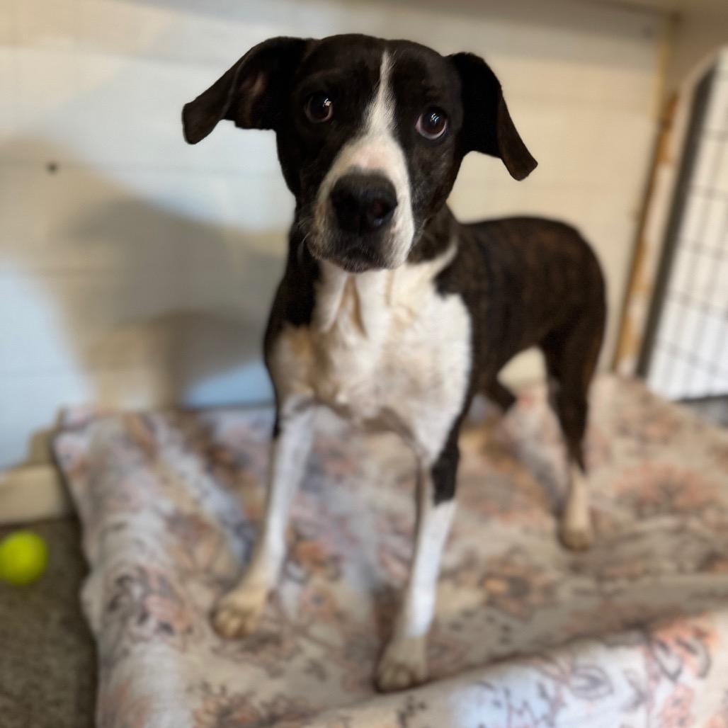 Starla — thumbnail 4