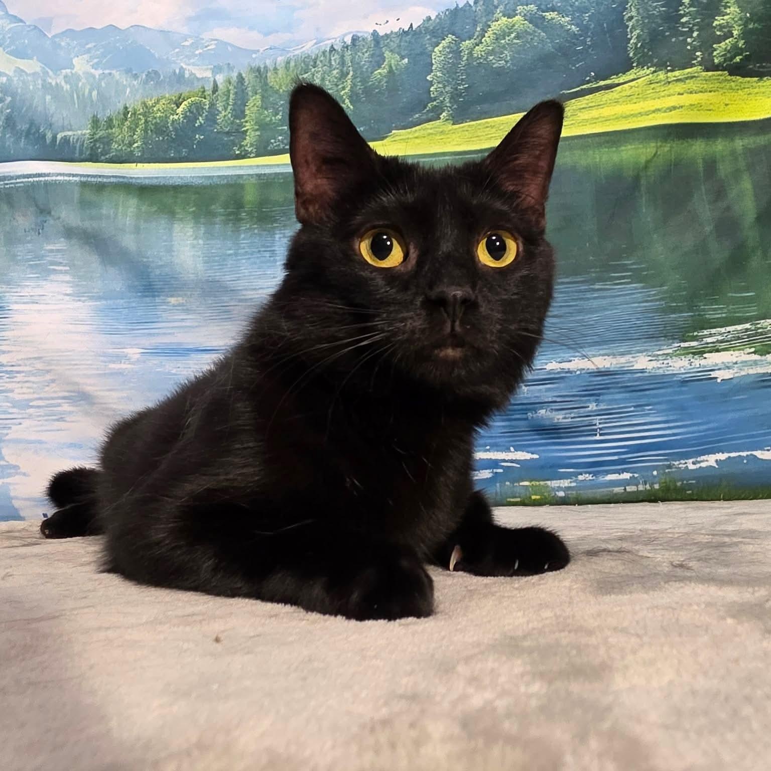Enlarge Cyndi, an adopted Domestic Short Hair in Greensburg, PA image 3/6