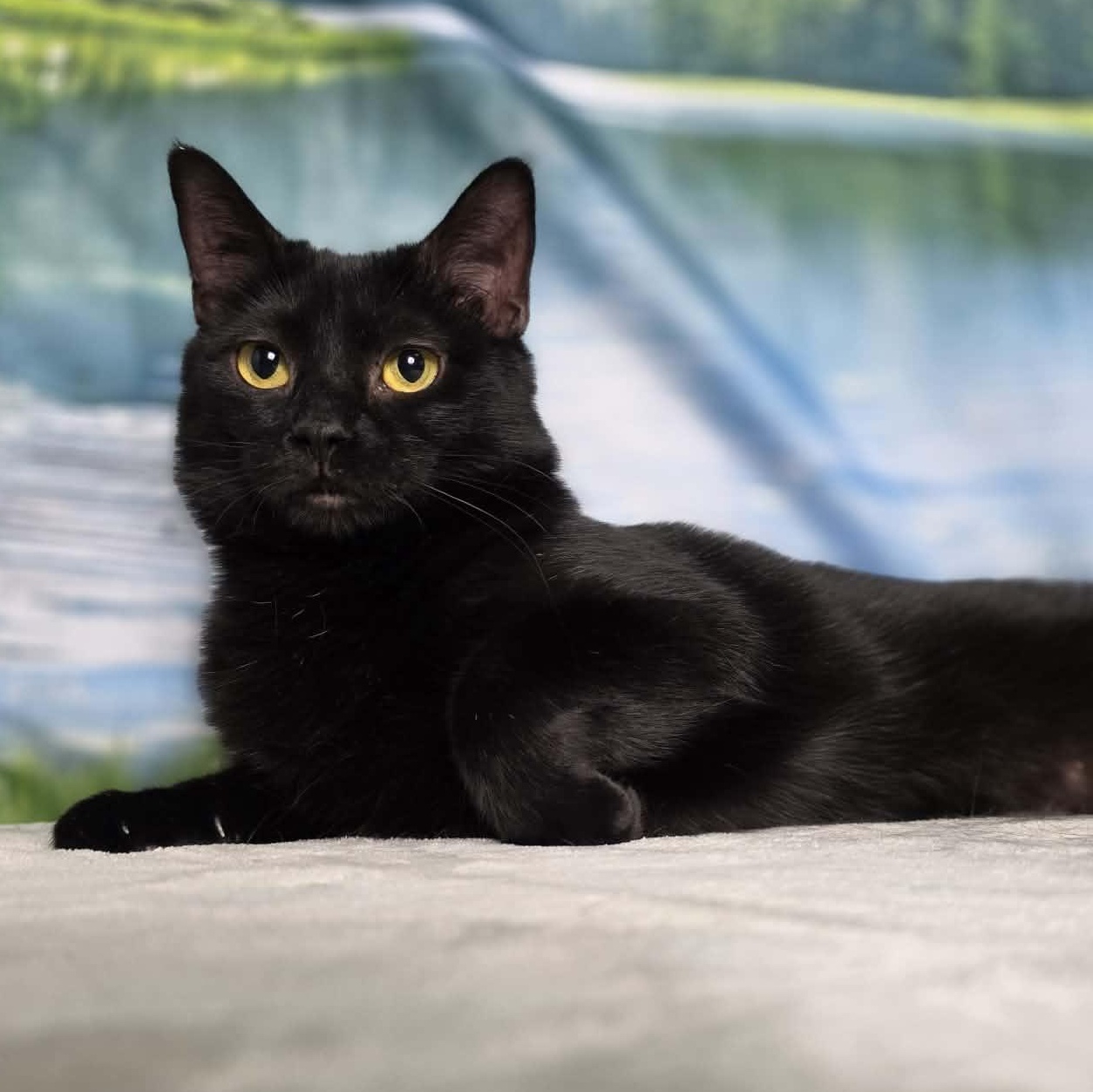 Enlarge Cyndi, an adopted Domestic Short Hair in Greensburg, PA image 1/6