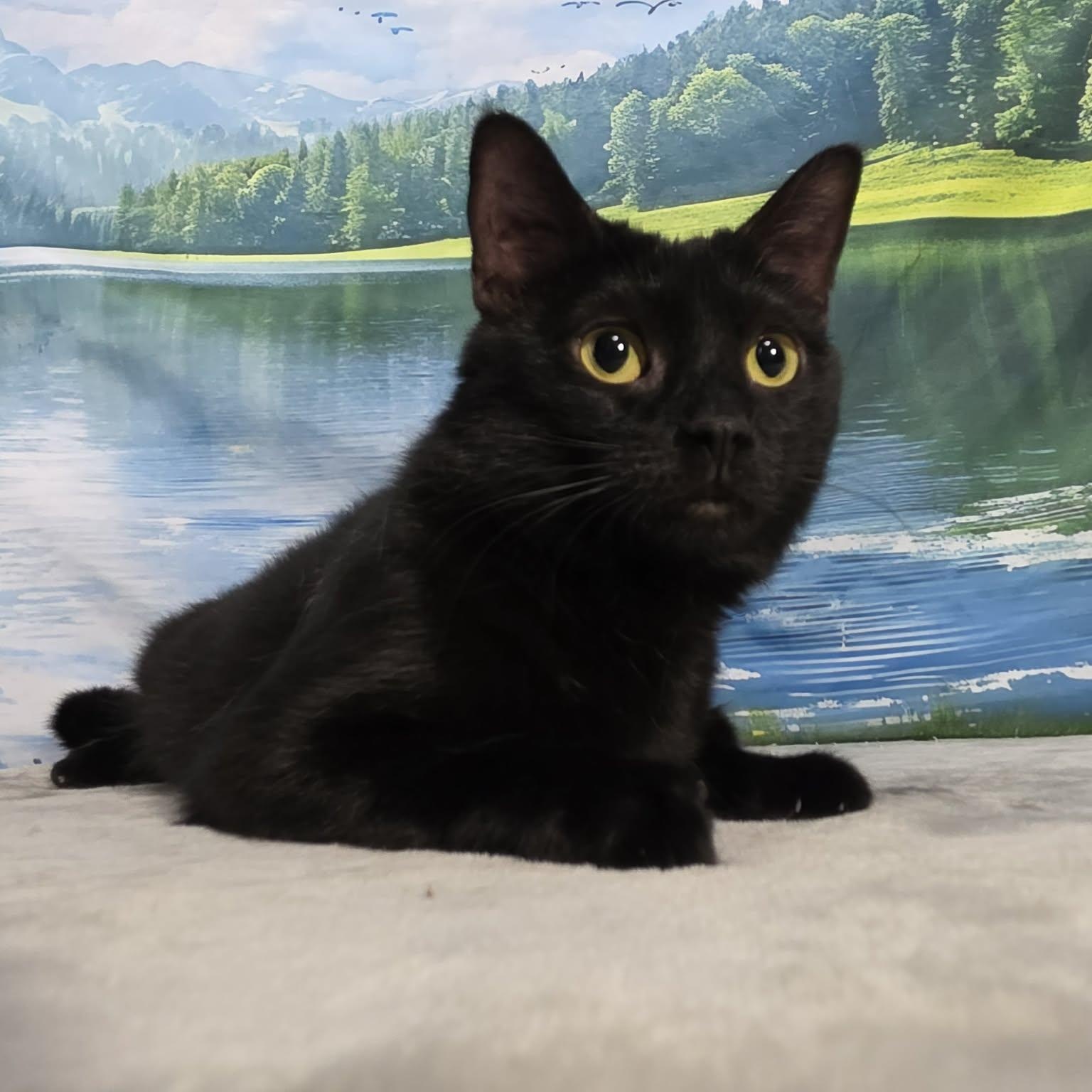 Enlarge Cyndi, an adopted Domestic Short Hair in Greensburg, PA image 5/6