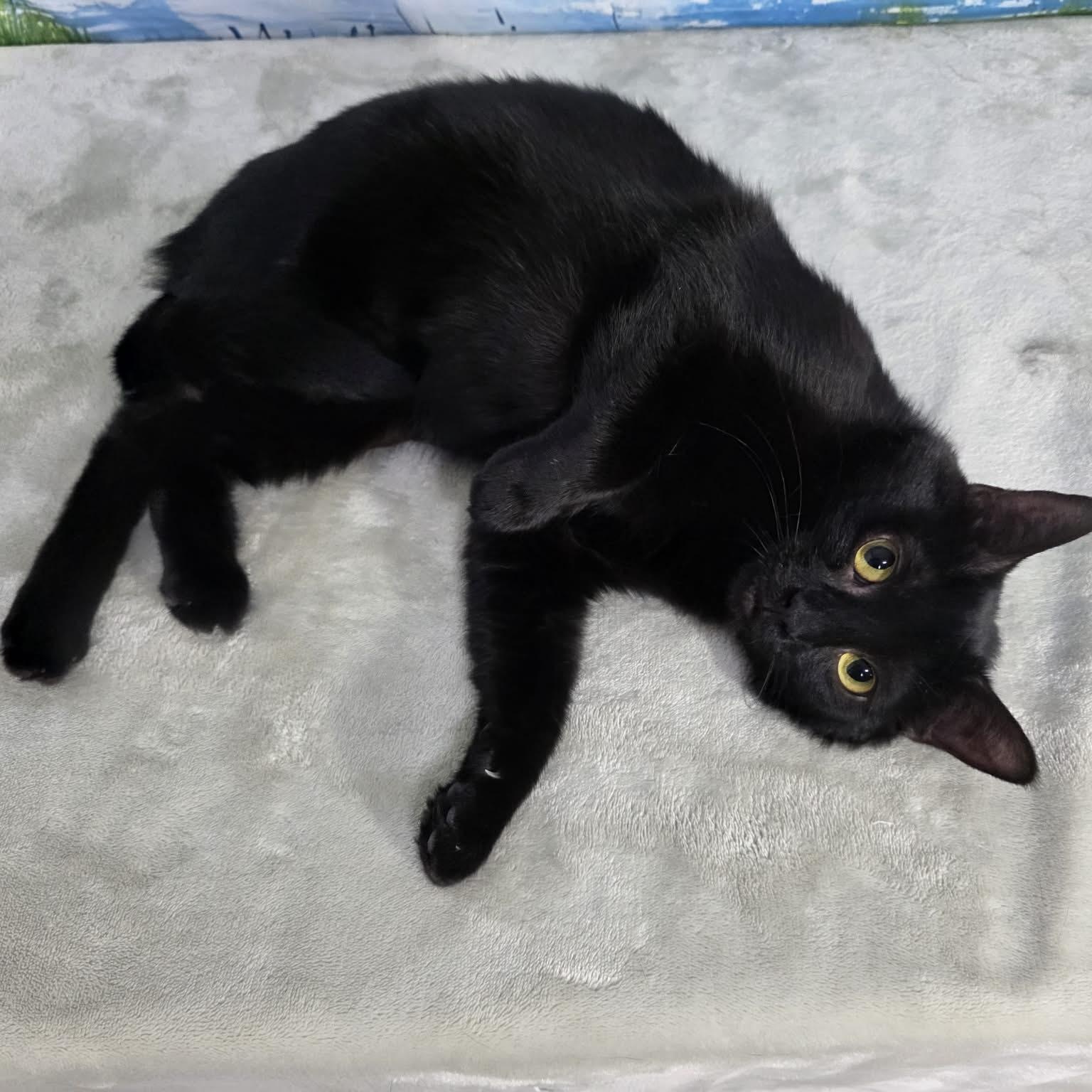Enlarge Cyndi, an adopted Domestic Short Hair in Greensburg, PA image 4/6