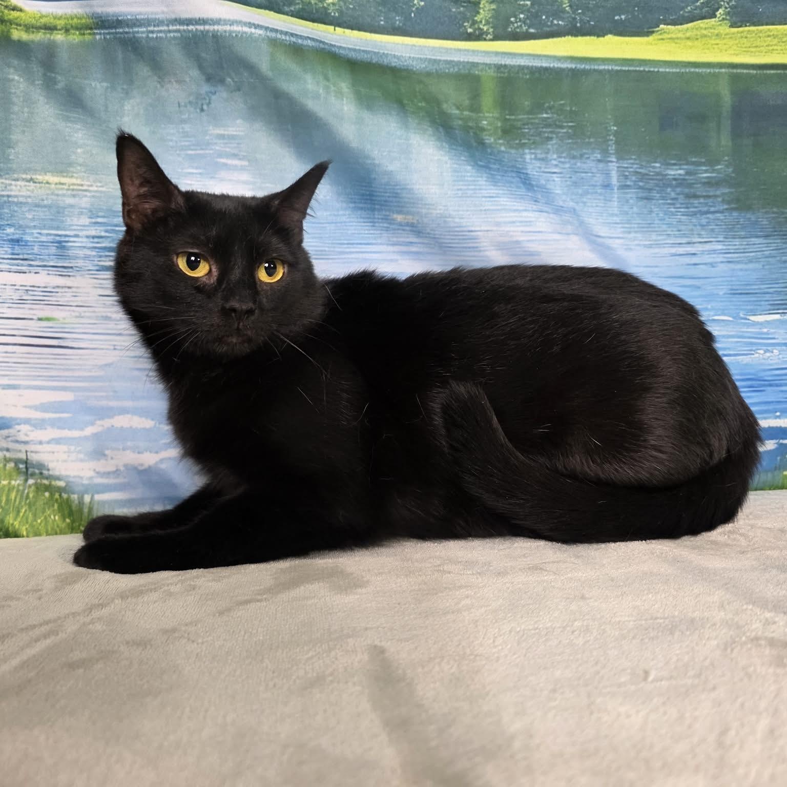 Enlarge Cyndi, an adopted Domestic Short Hair in Greensburg, PA image 2/6