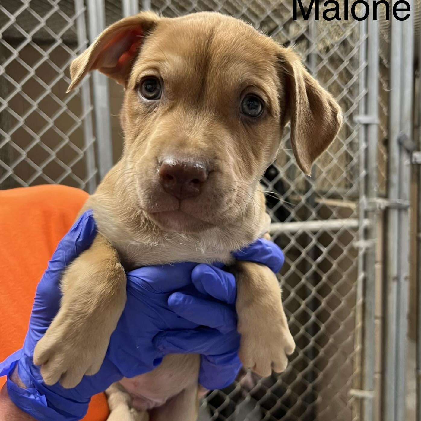 Enlarge Malone, a ADOPTABLE mixed breed in Maynardville, TN image 1/1