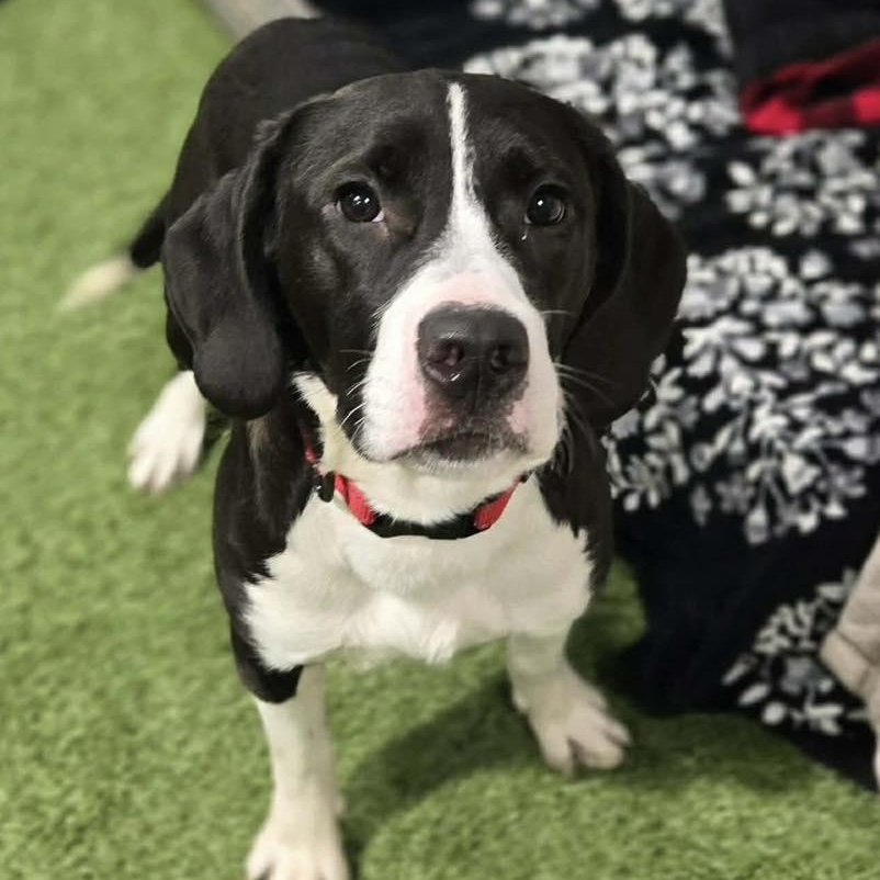 Enlarge Rove, an adopted Mixed Breed in Racine, WI image 2/3