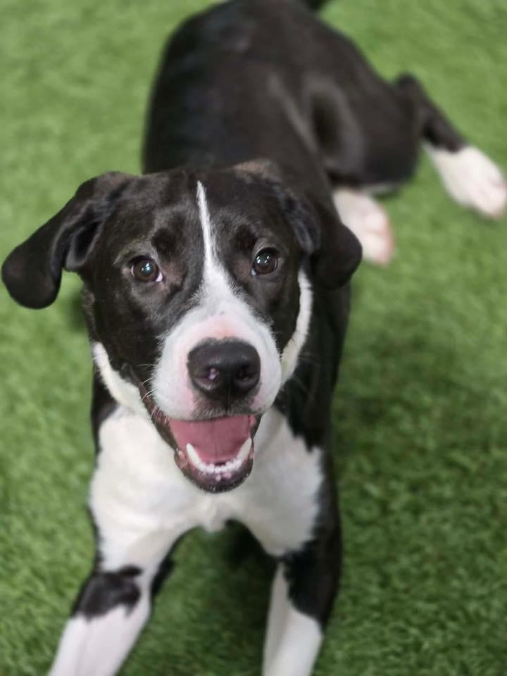 Enlarge Rove, an adopted Mixed Breed in Racine, WI image 1/3