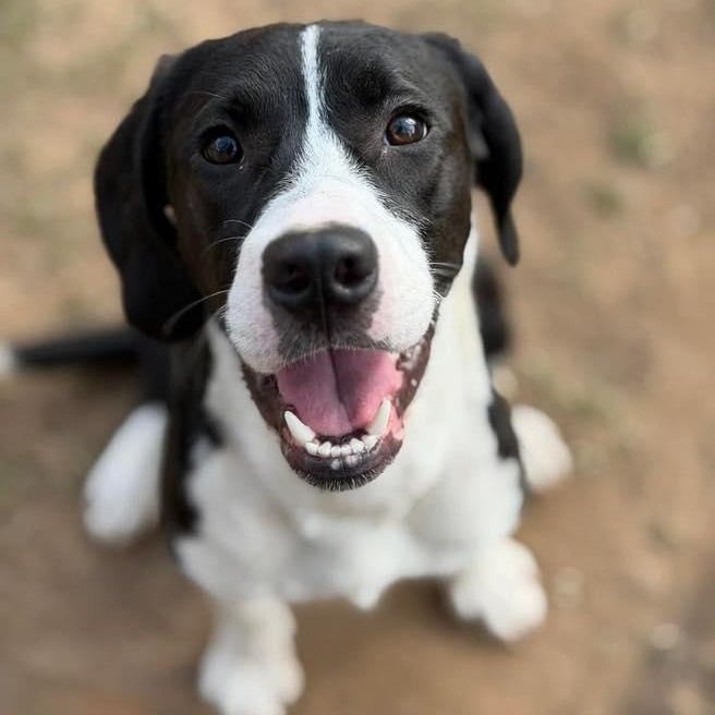 Enlarge Rove, an adopted Mixed Breed in Racine, WI image 3/3