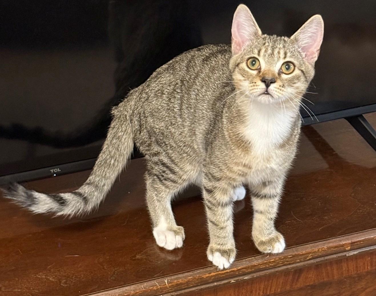 Kevin, adopted, Kitten Male Domestic Short Hair.