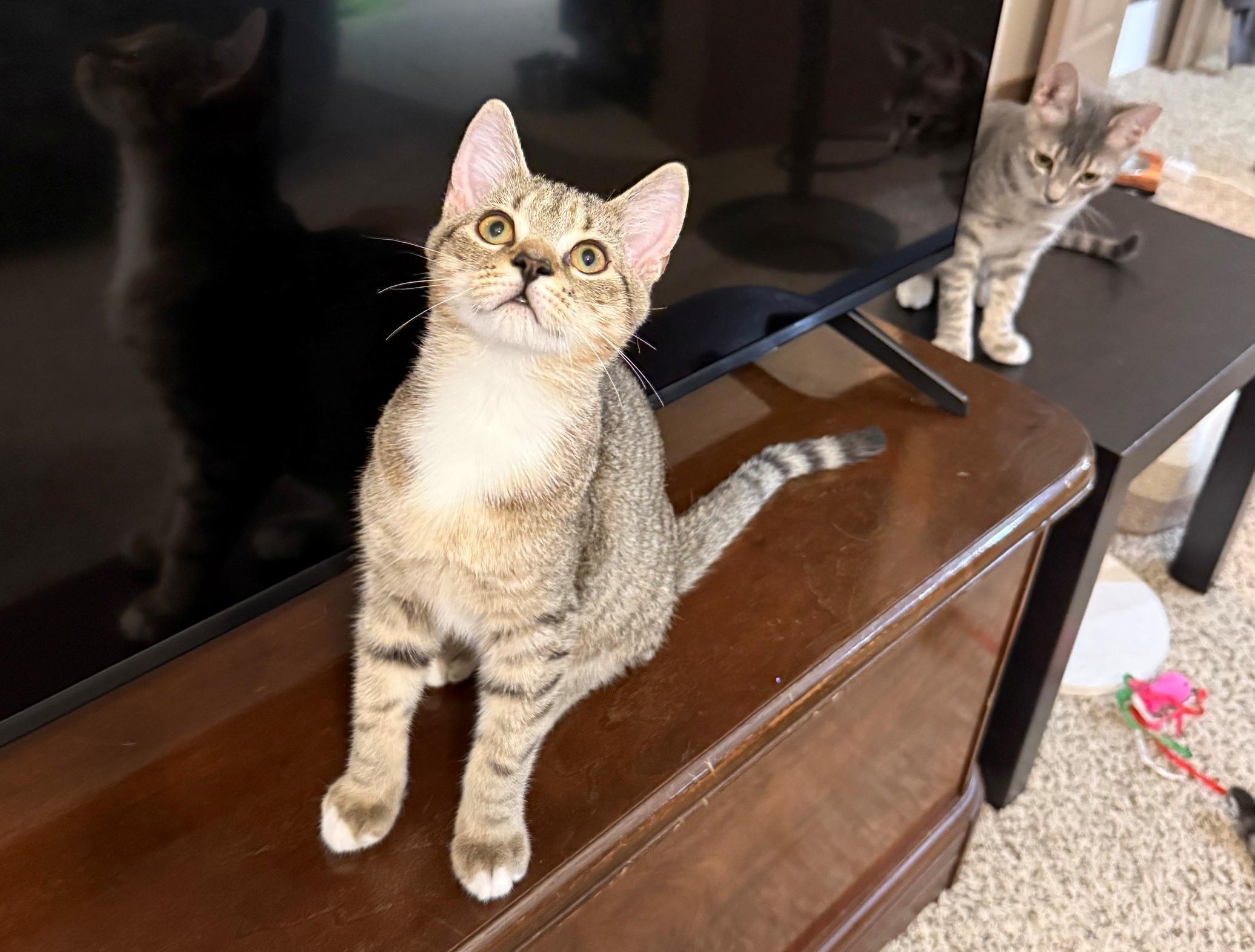 Kevin, an adopted Domestic Short Hair in Cincinnati, OH image 2/3