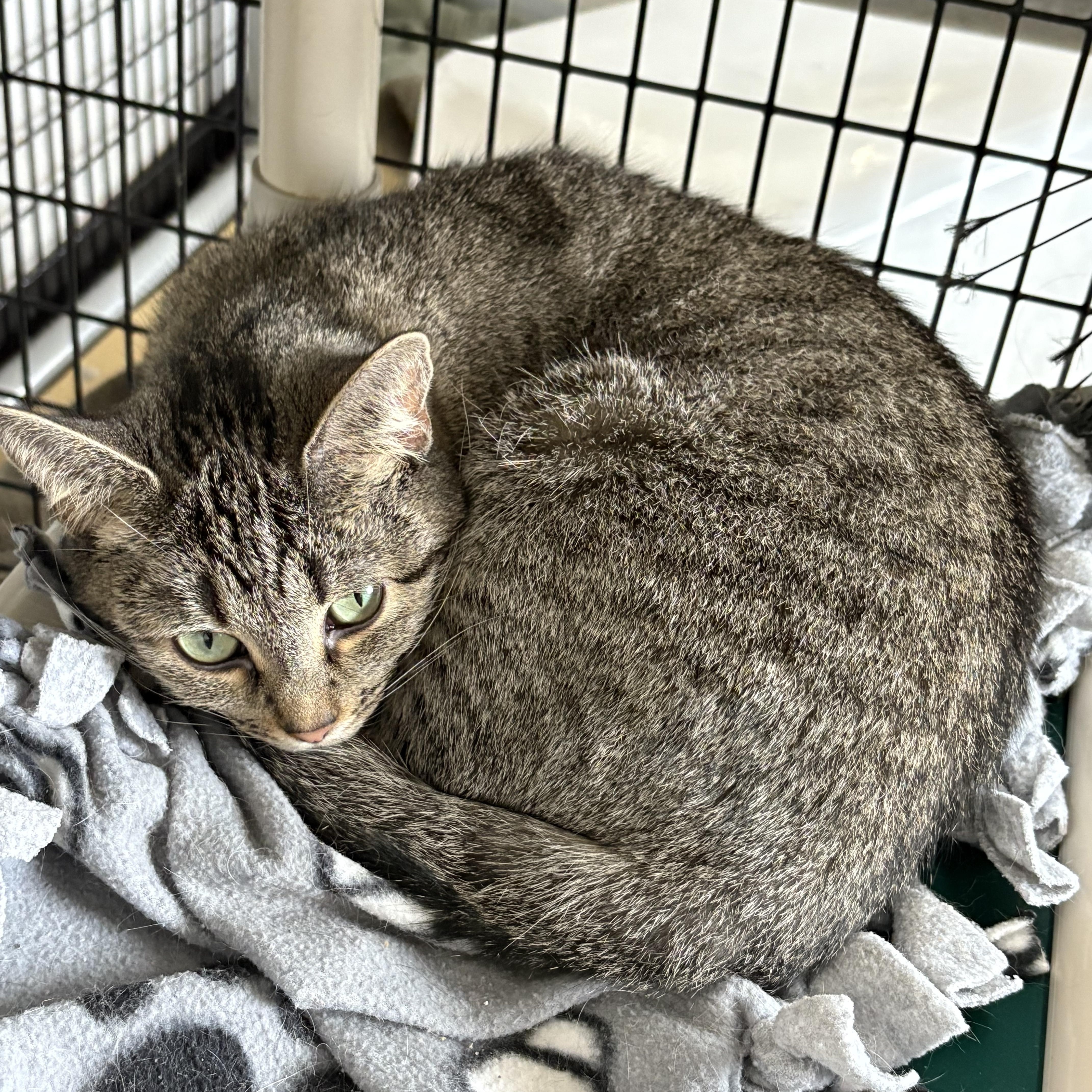 Rosemary, a Adoptable Domestic Short Hair in Black River Falls, WI image 1/2